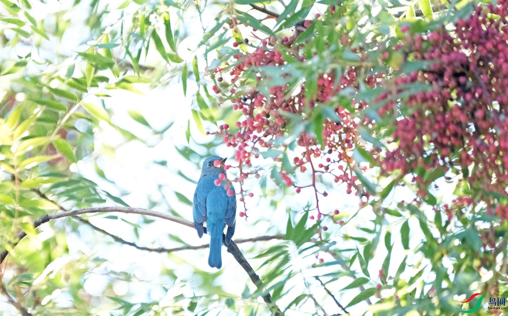 DSCF9938.1.jpg
