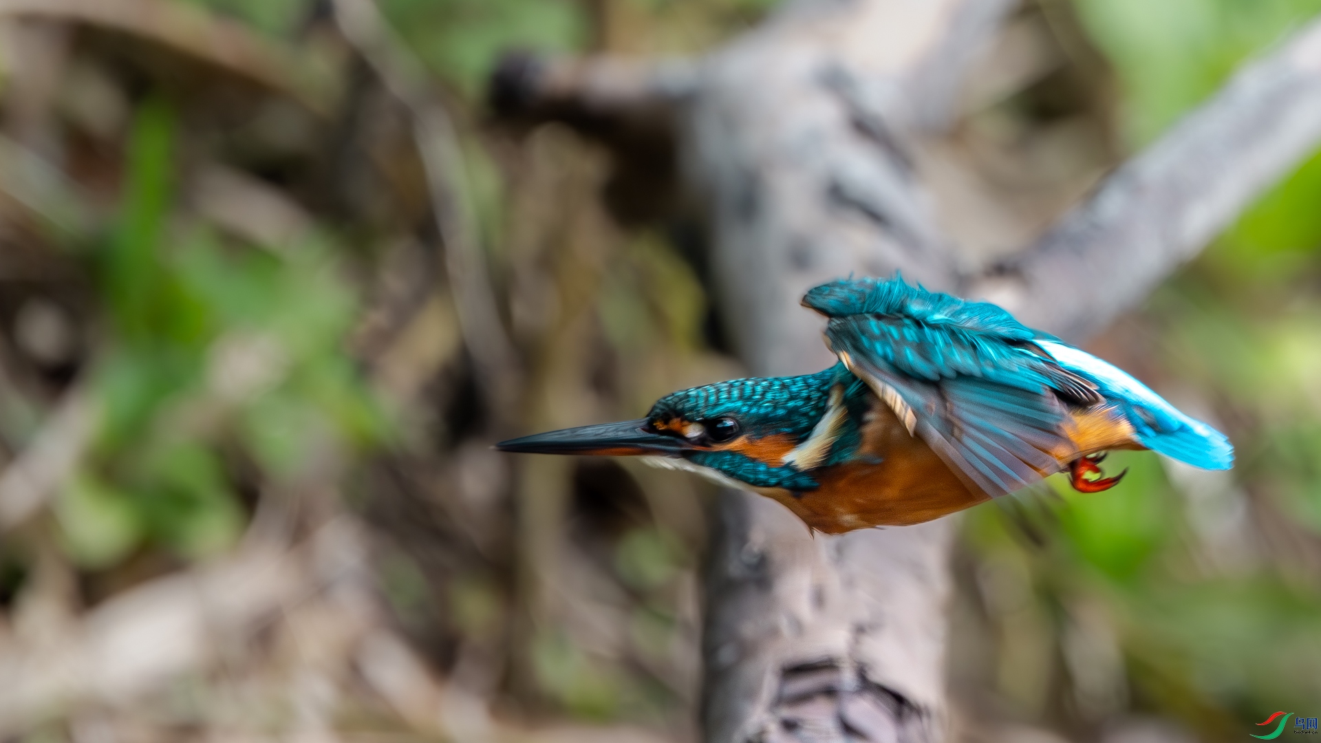 DSC_3526-����ǿ-����.jpg