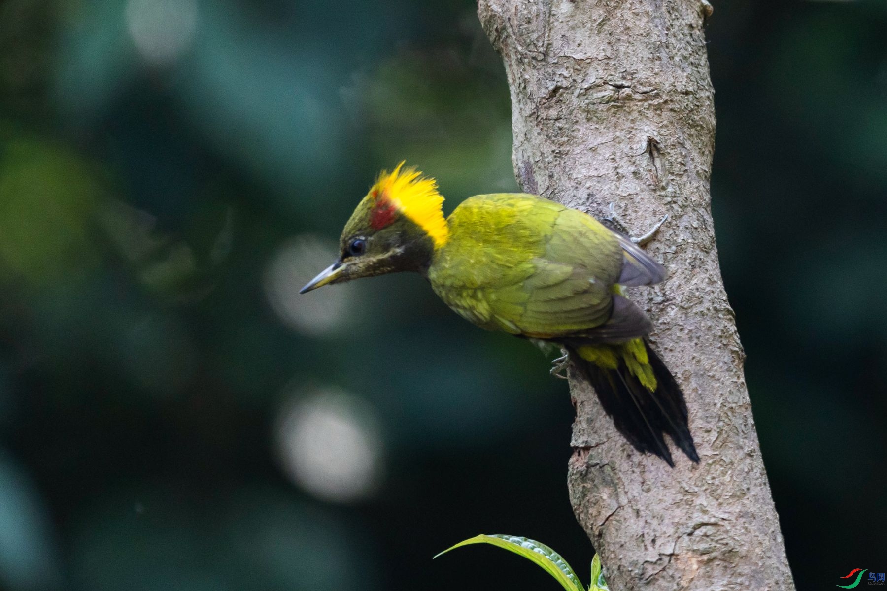 �ƹ���ľ��