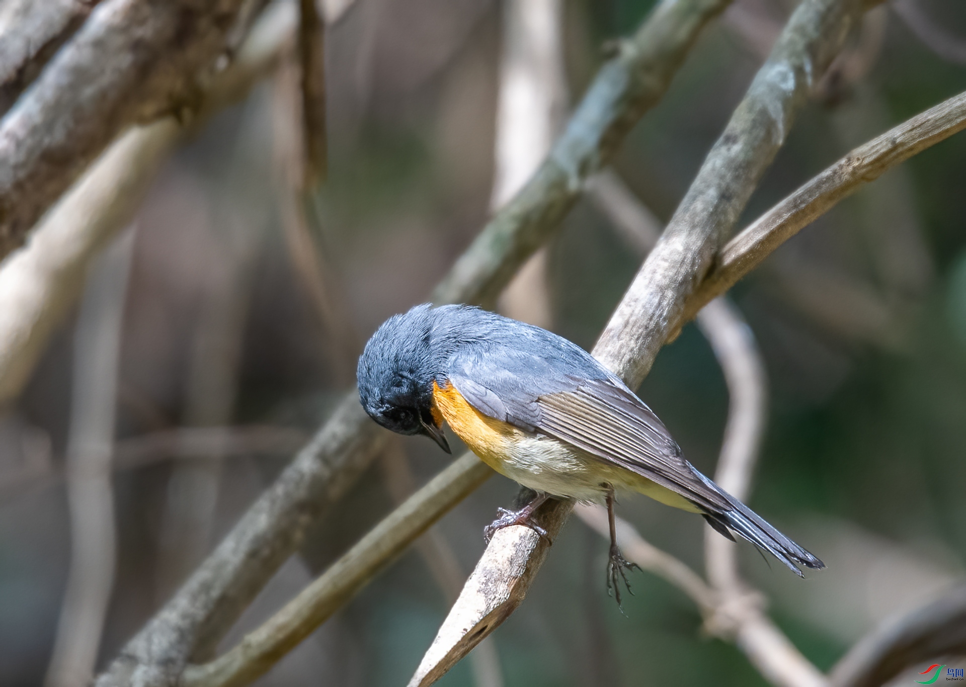 DSC_9295.jpg