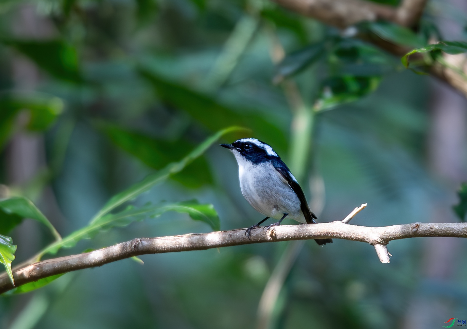 DSC_9774-1.jpg