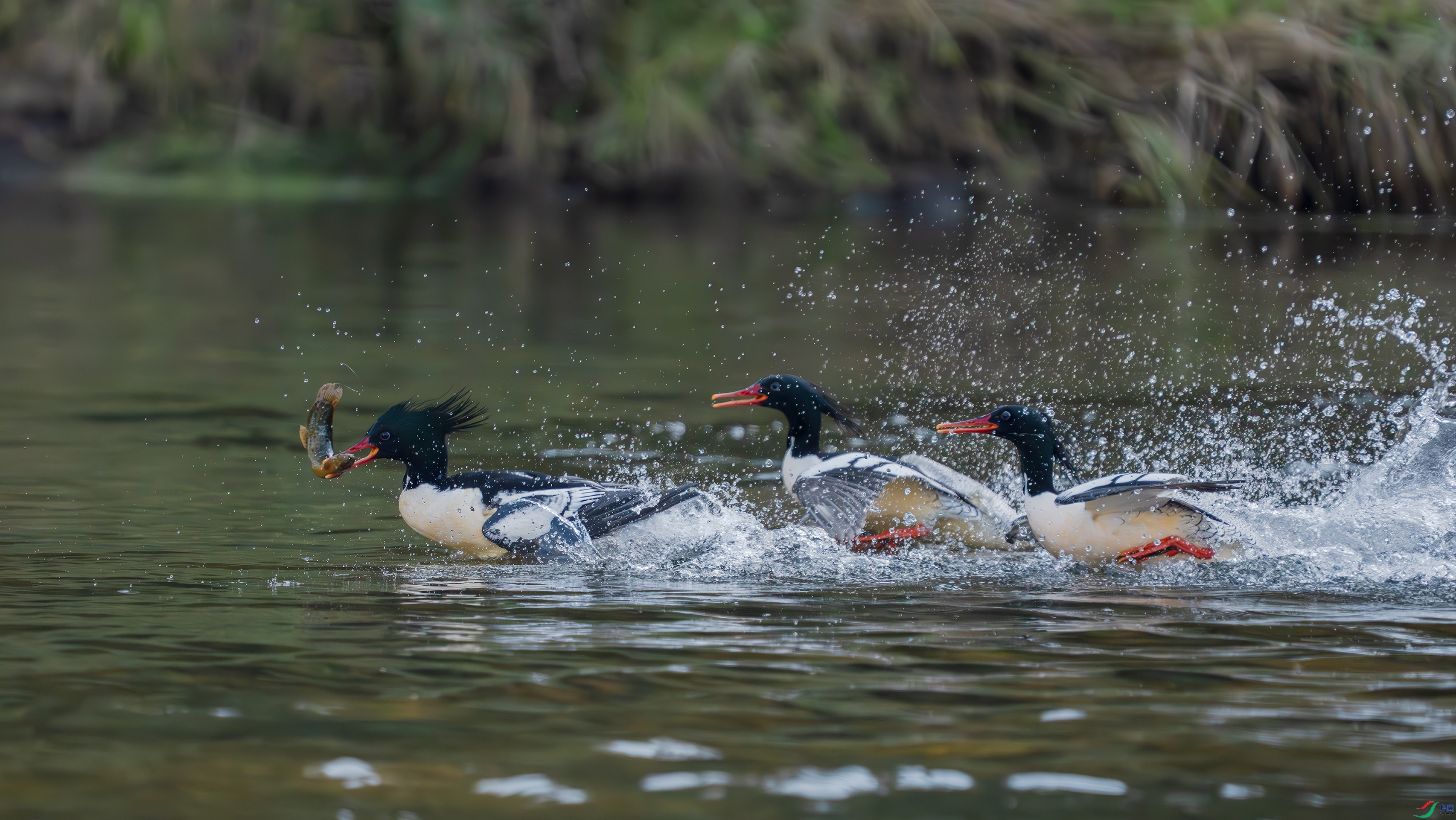 _DSC7935 ����.jpg