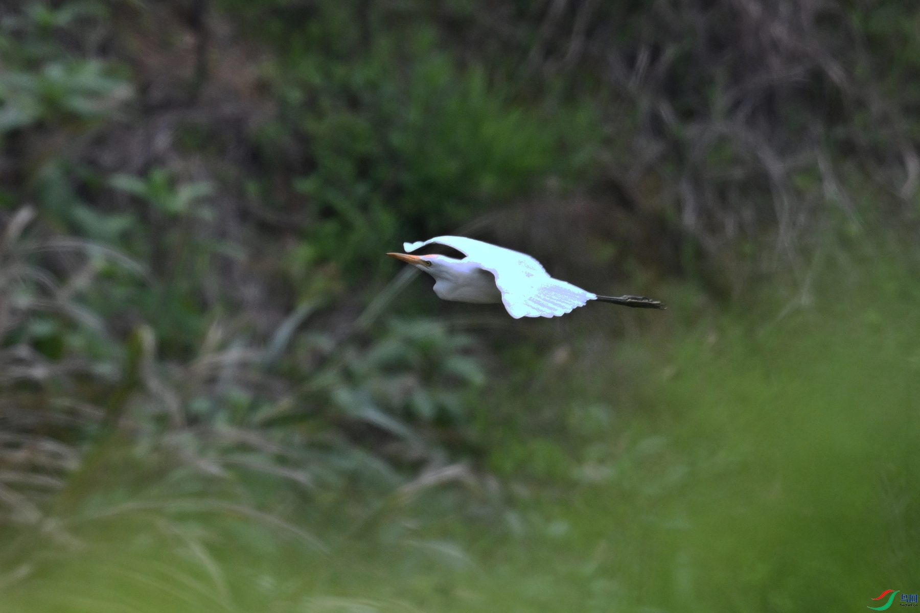 DSC_9274.JPG