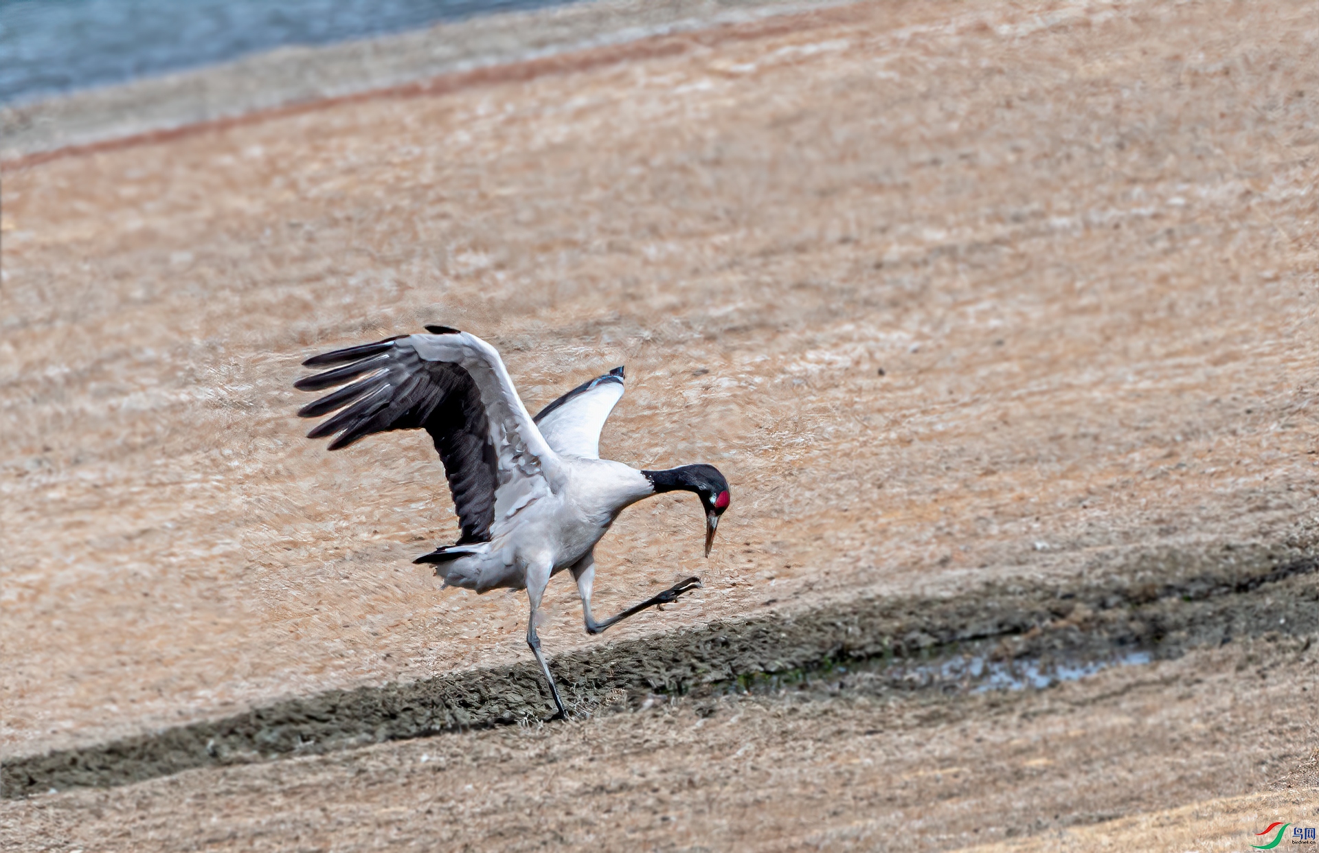 DSC_9730-11.jpg