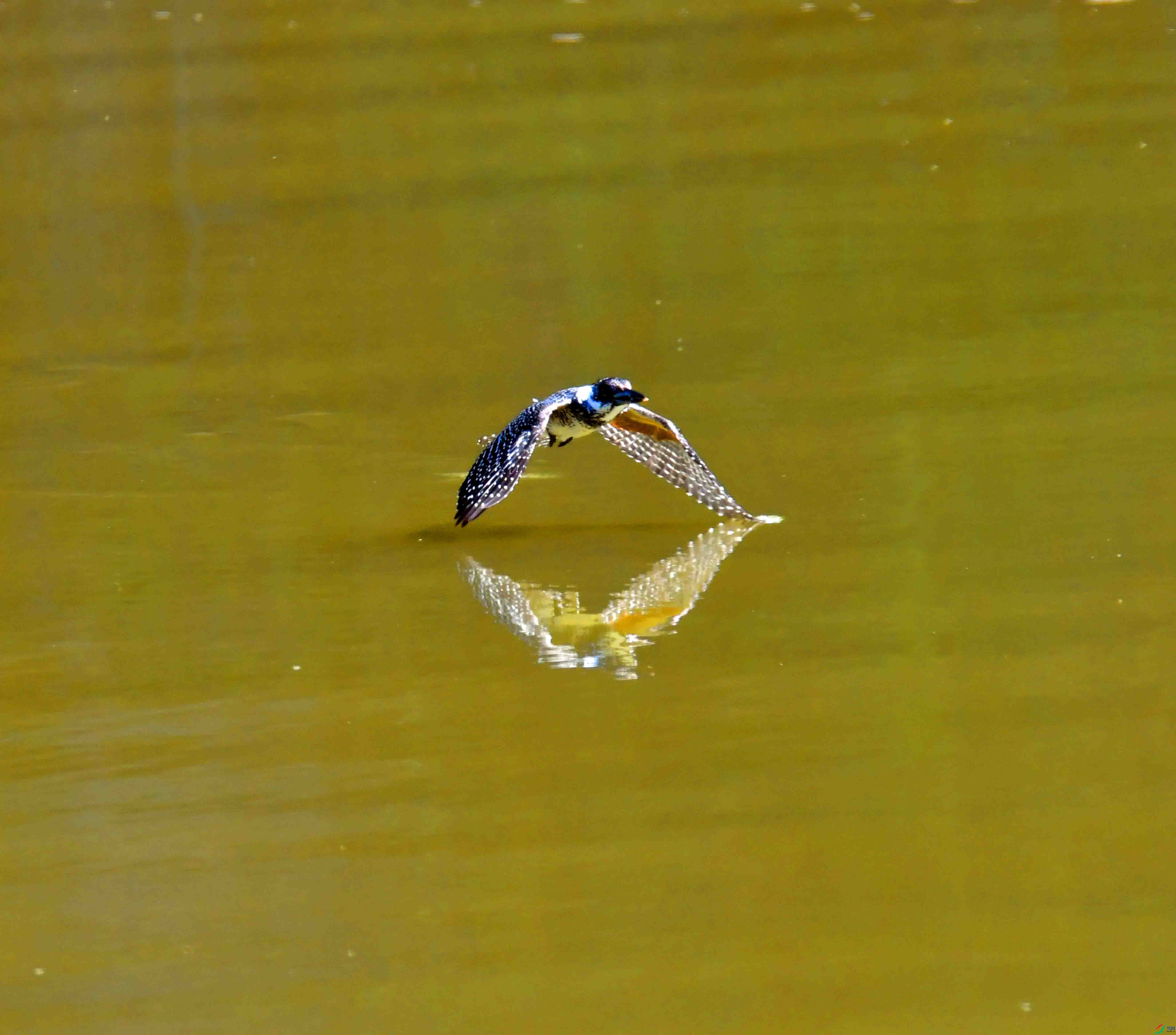 DSC_1964.JPG