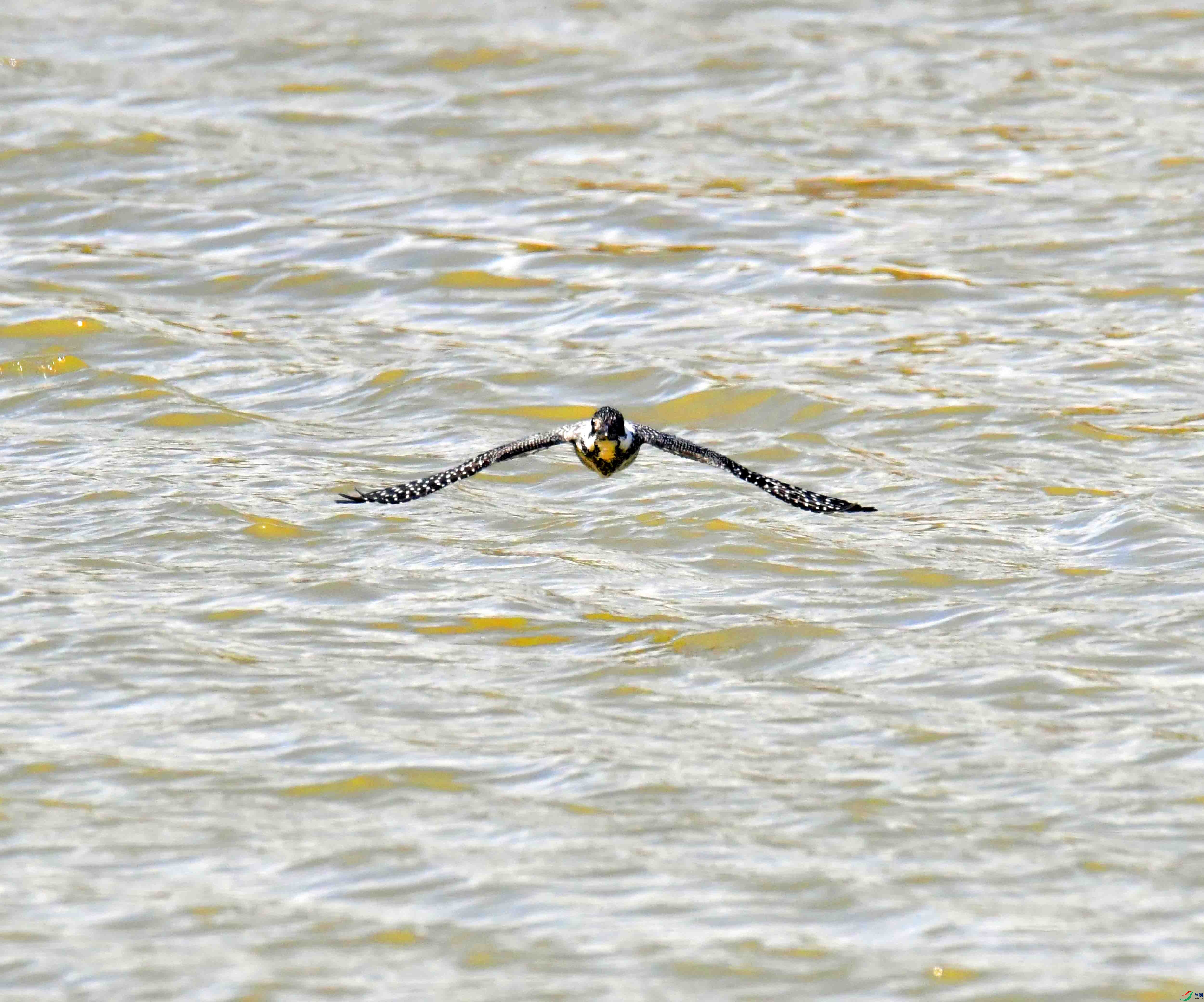 DSC_2600.JPG