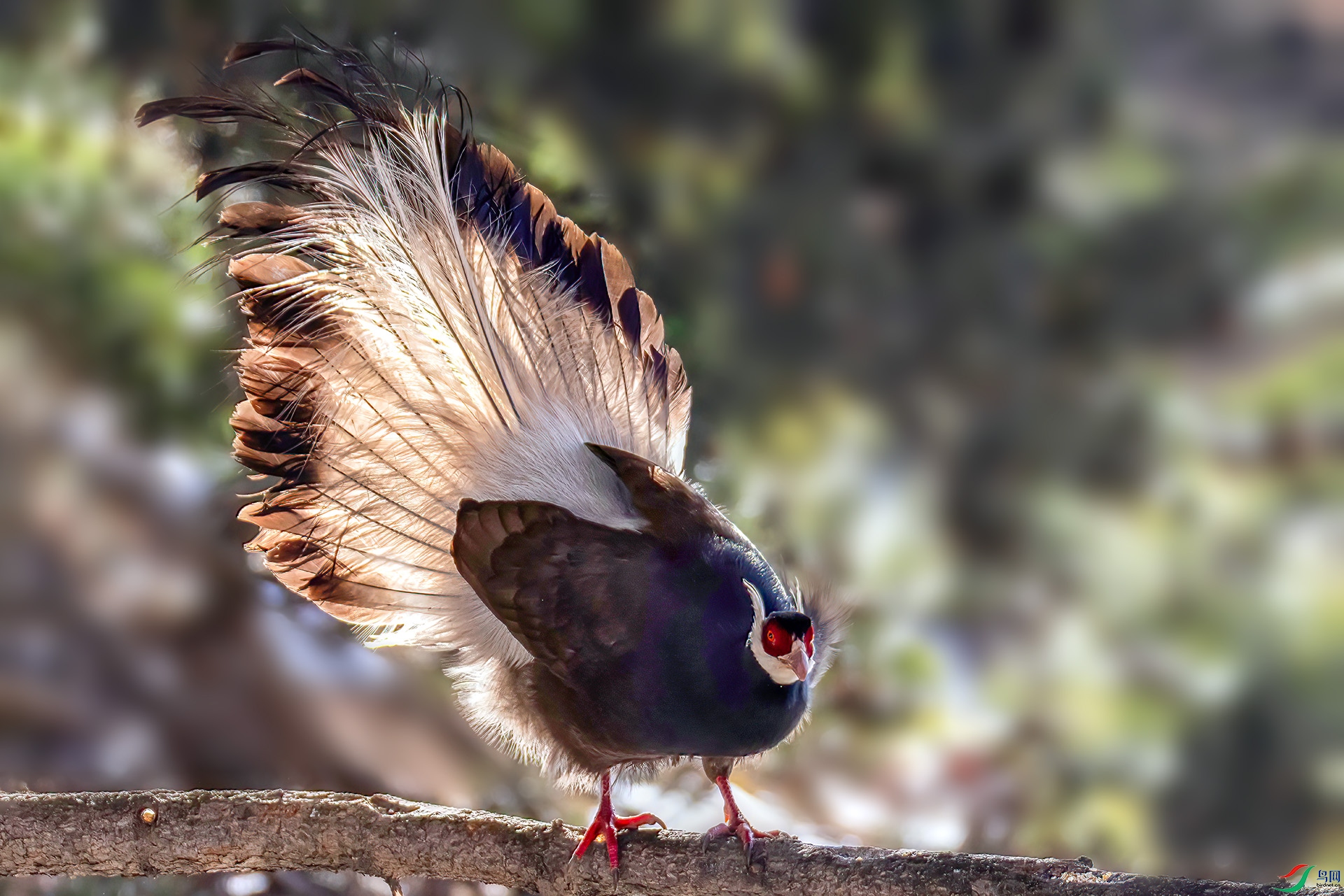 _07A4500 ����-Sh----1 .jpg