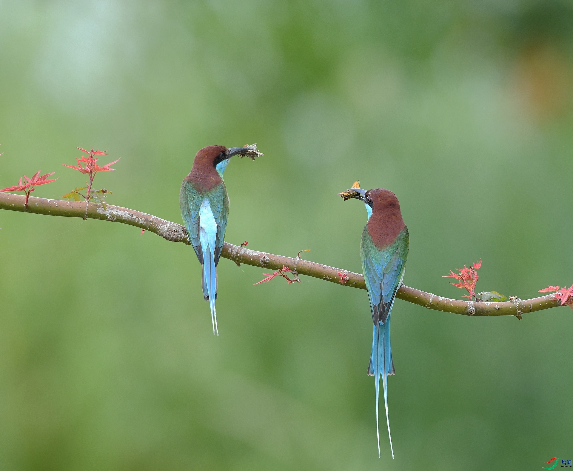 DSC_9331.jpg