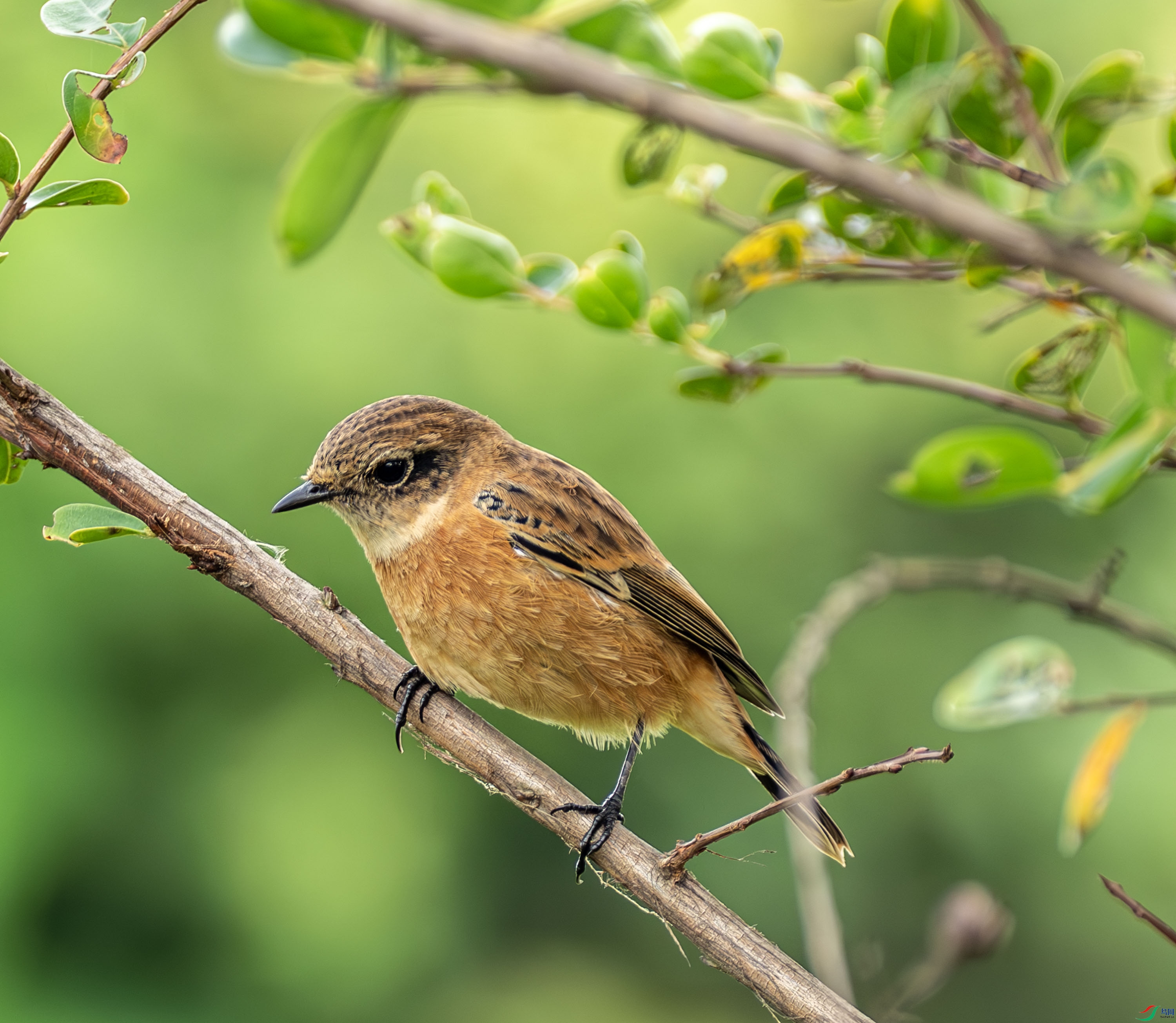 ����ʯ 01-6.jpg