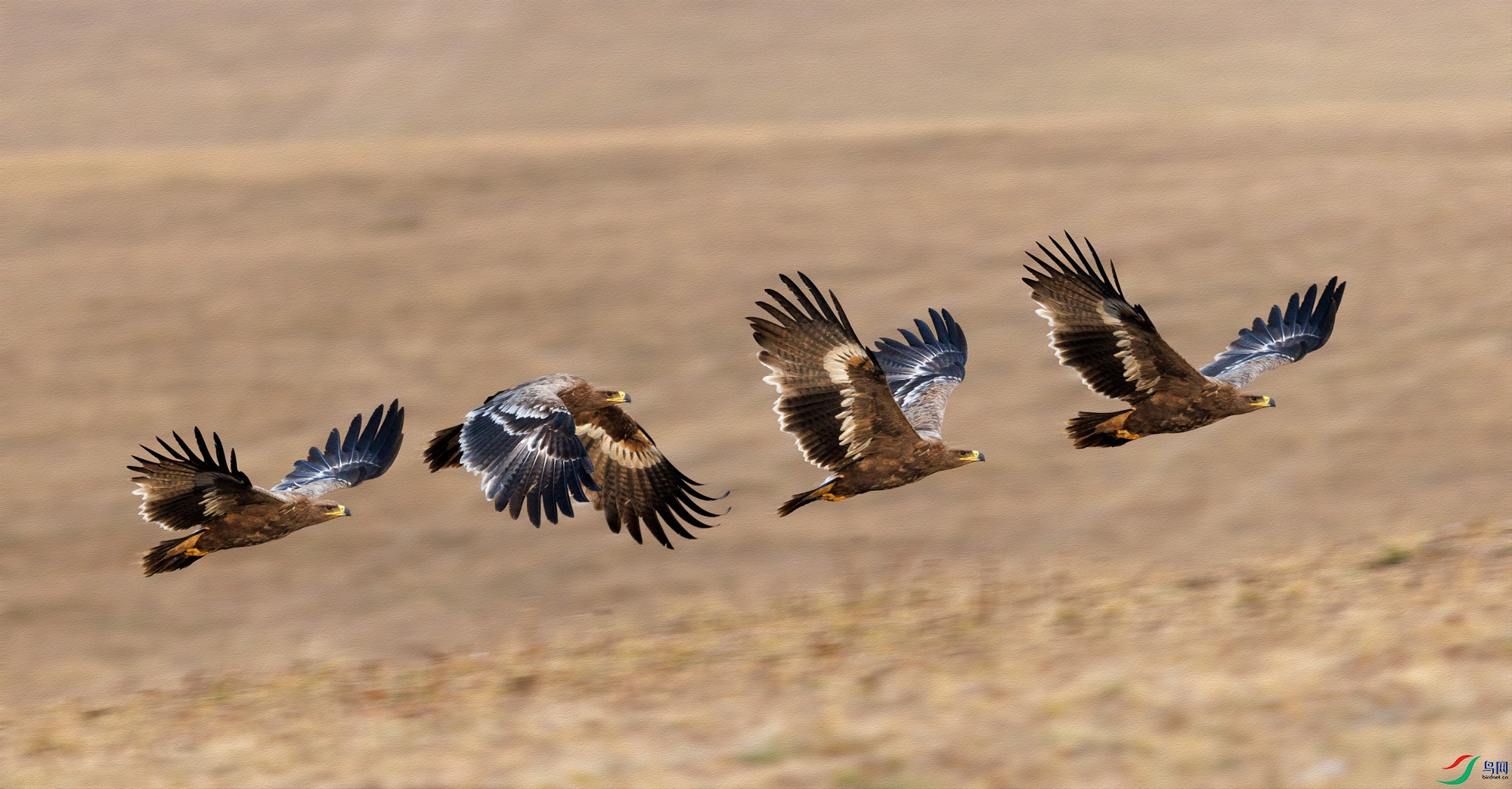 3Z6A1647 (2) ����.jpg