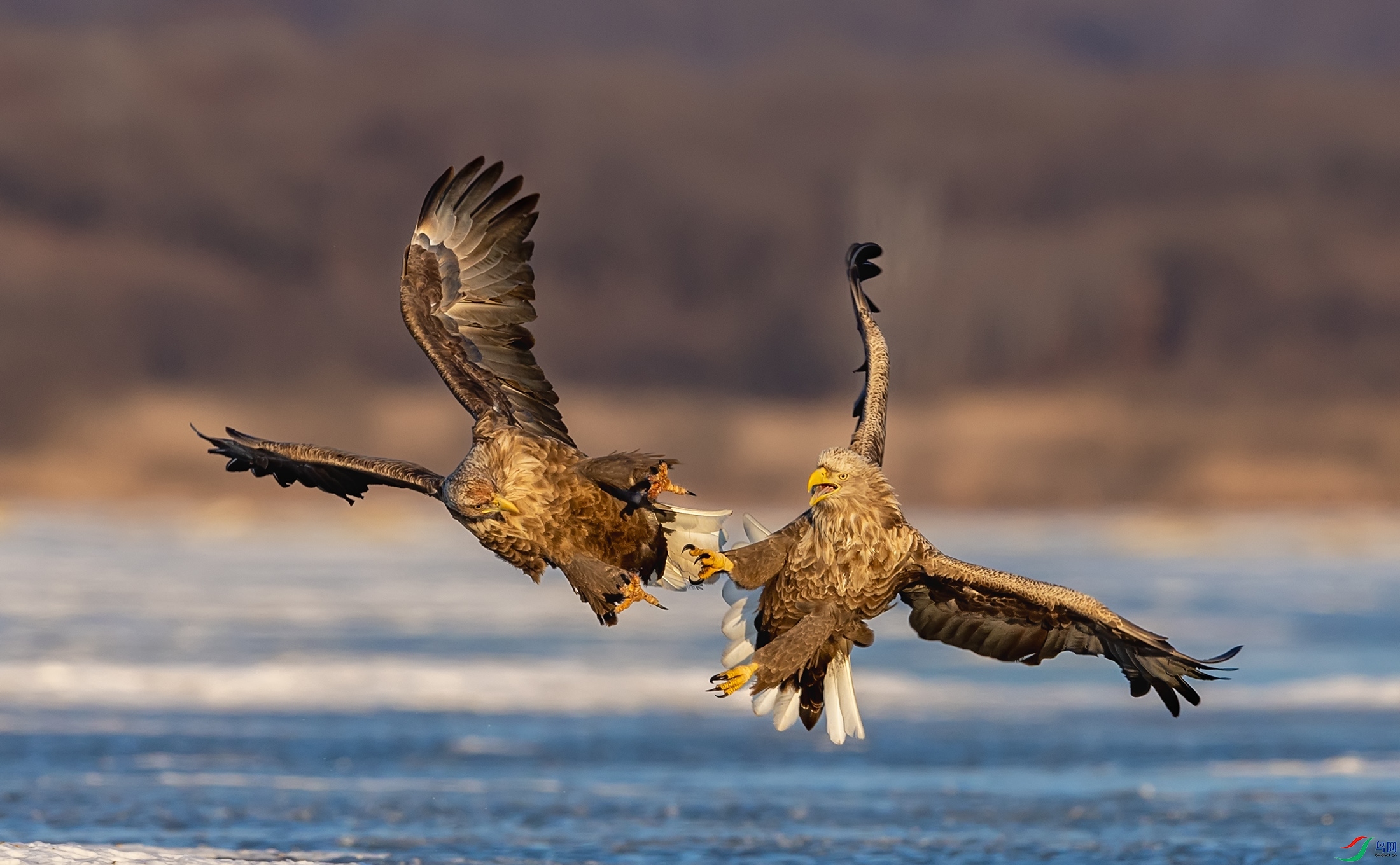 ��β����