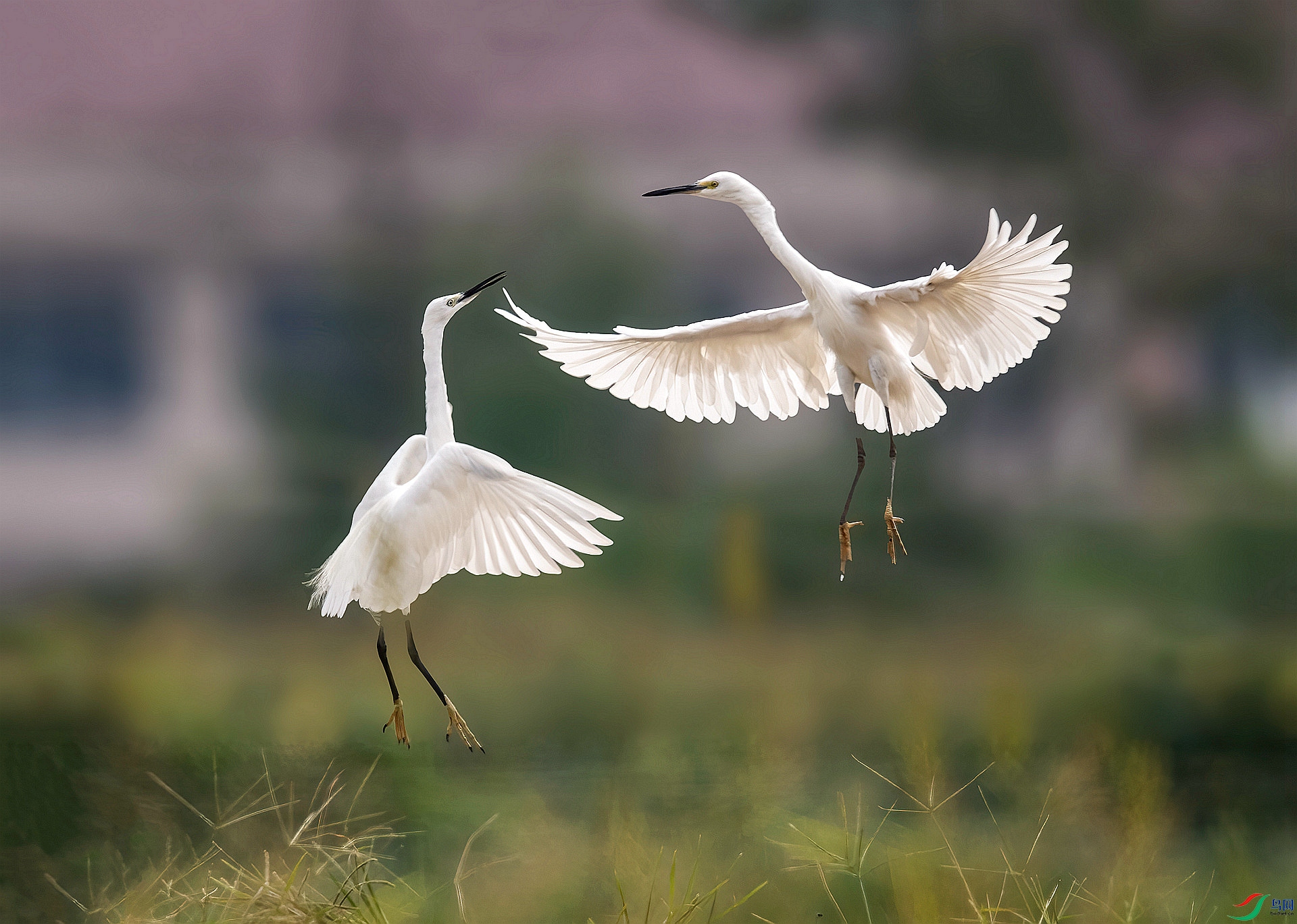 DSC_2121 ����_����_����.jpg