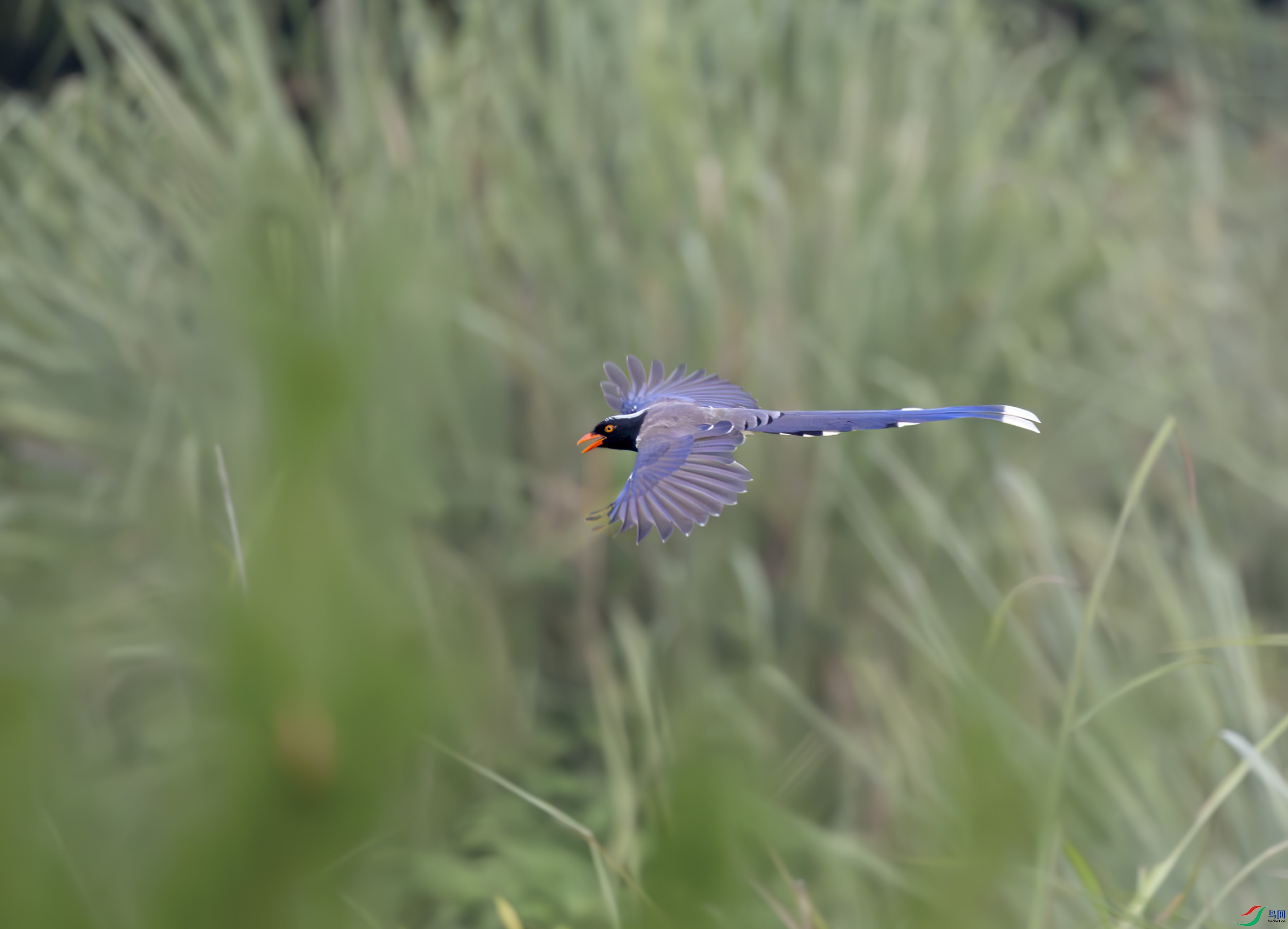 G47A0323-����ǿ-NR ����.jpg