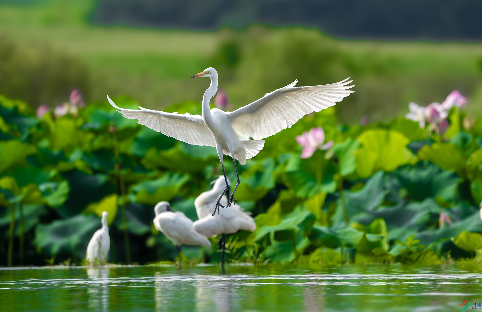 DSC05717-����ǿ-NR ����.jpg