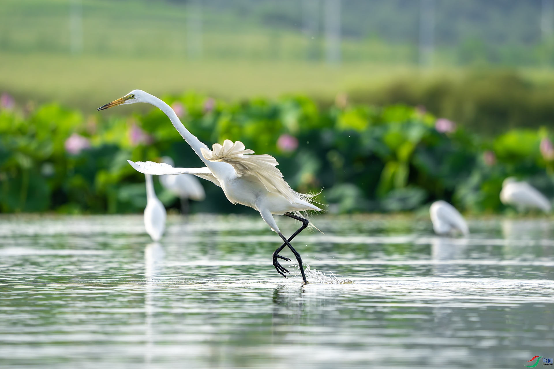 DSC05888-����ǿ-NR ����.jpg