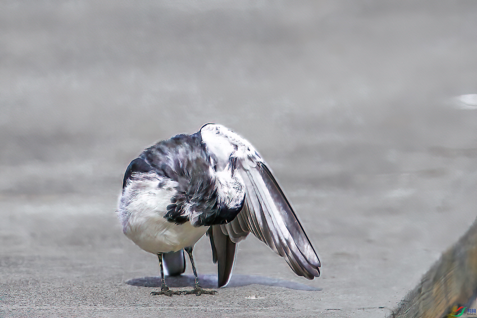 IMG_9322-1.jpg