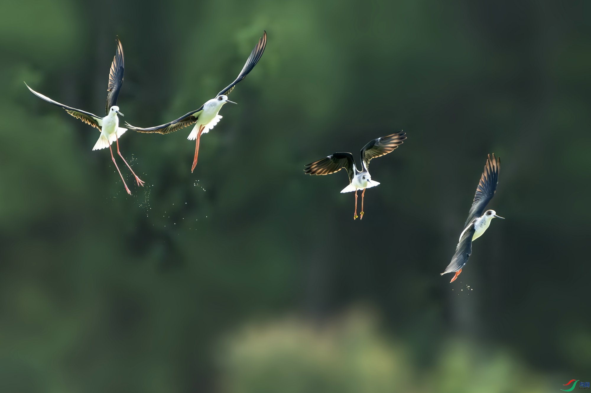 �ڳ᳤����