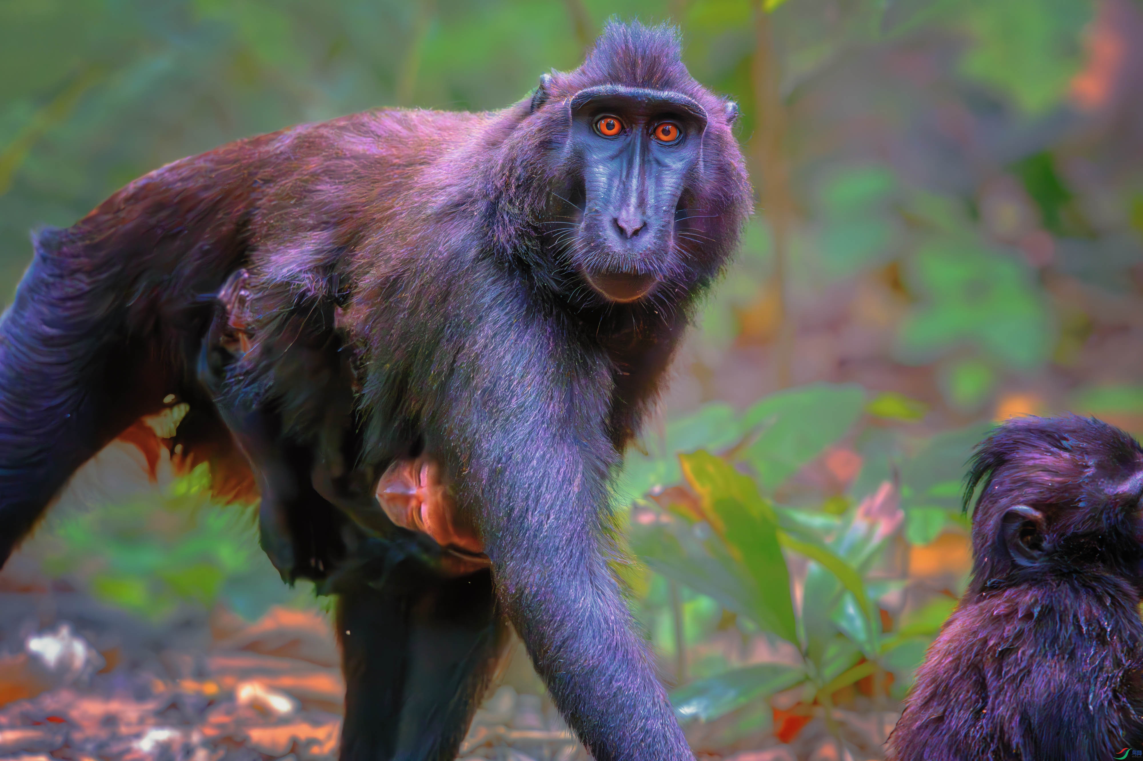 DSC_6572-����ǿ-NR ����.jpg