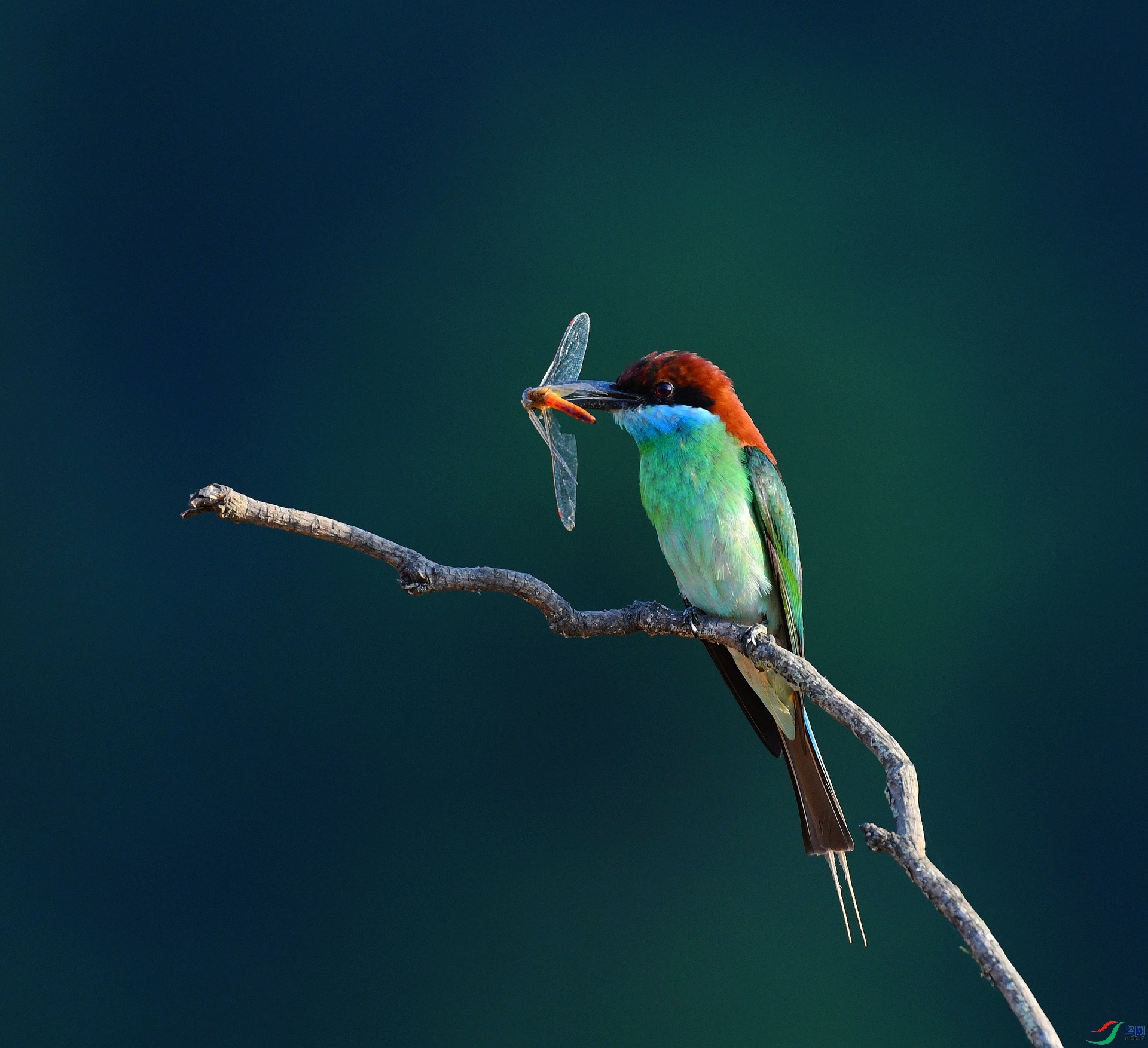 DSC_4003.jpg