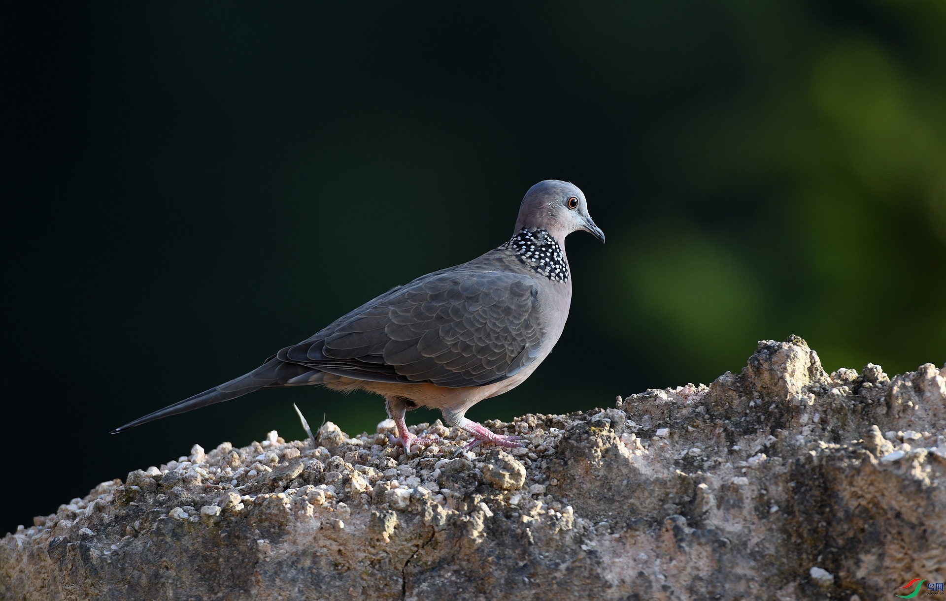 DSC_4187.jpg