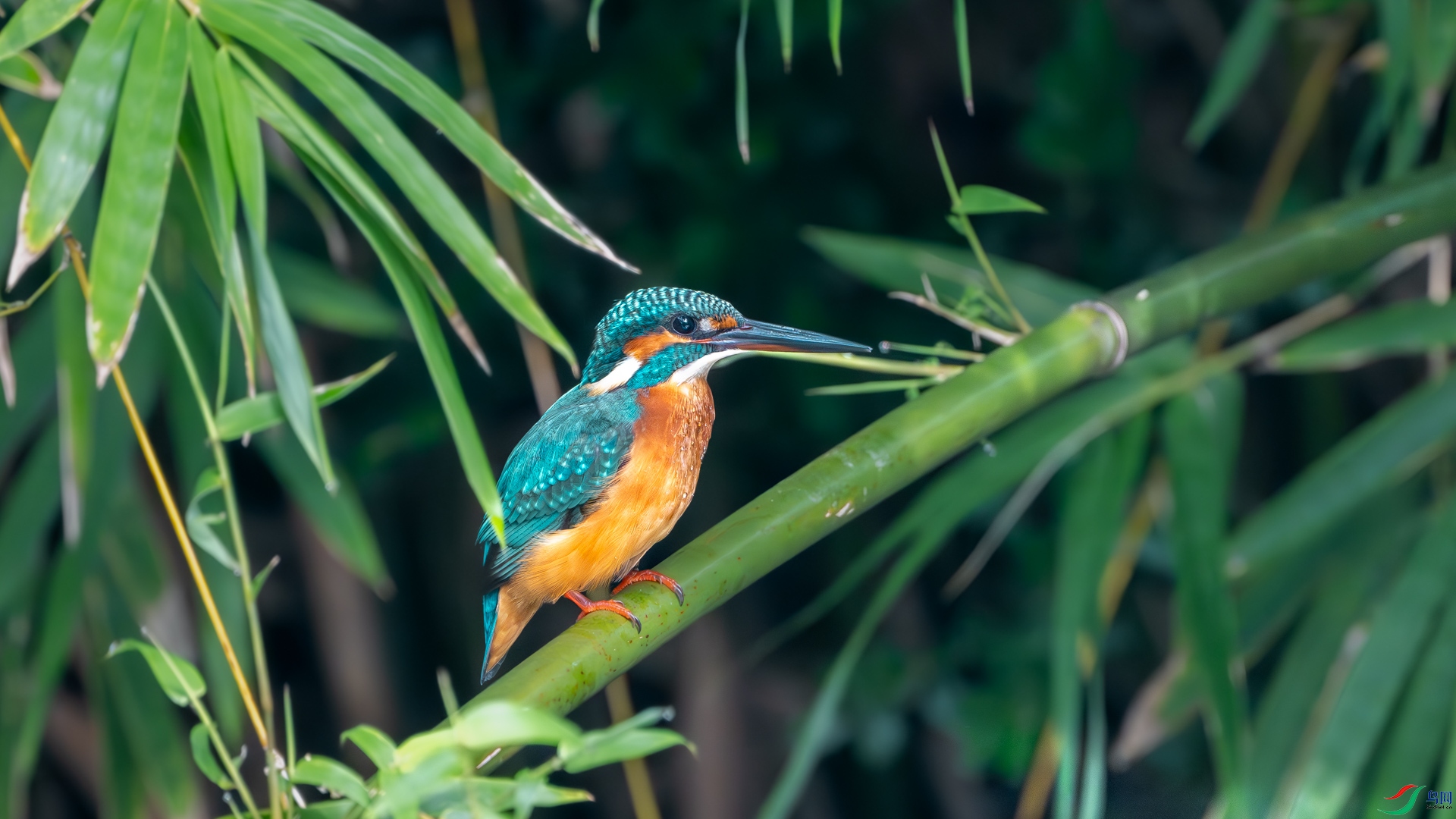 DSC_3729-����ǿ-����.jpg