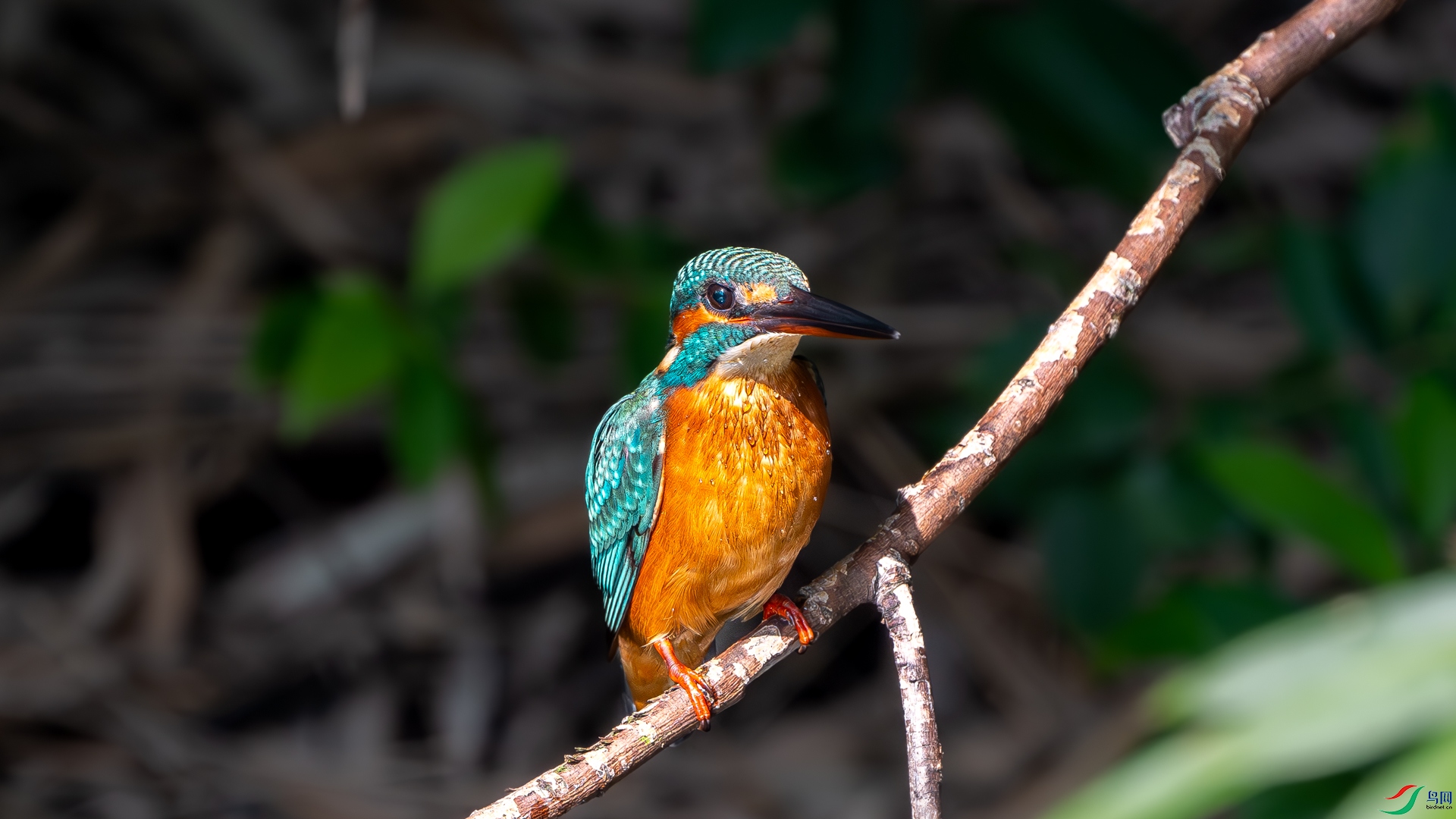 DSC_4083-����ǿ-����.jpg