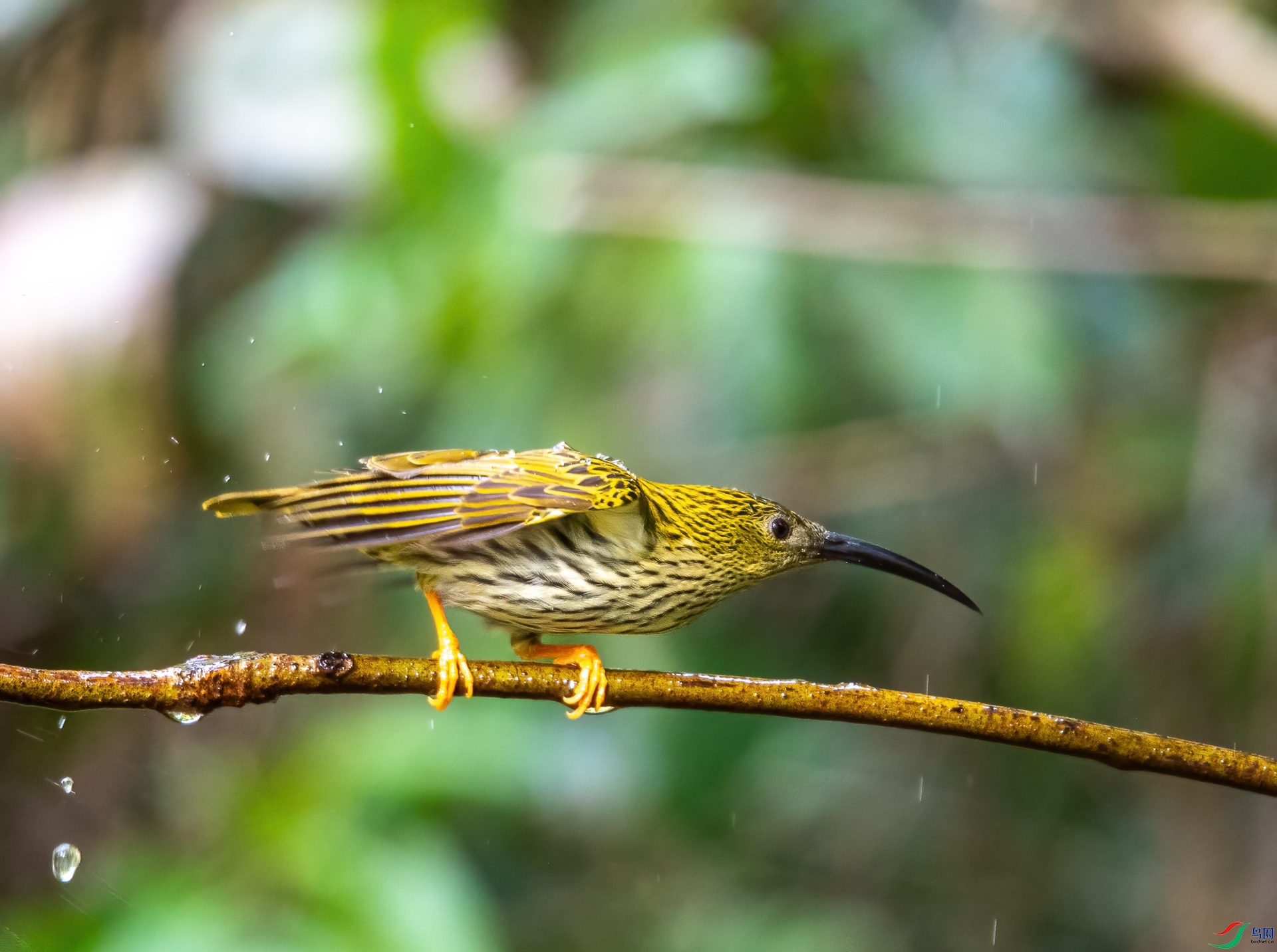 DSC_9649.jpg