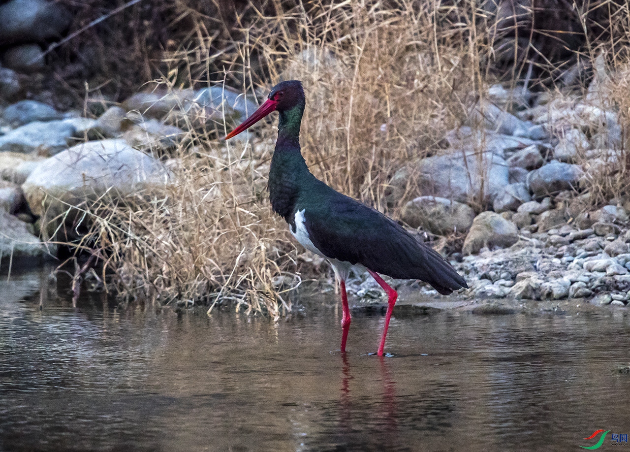 DSC_4855.jpg