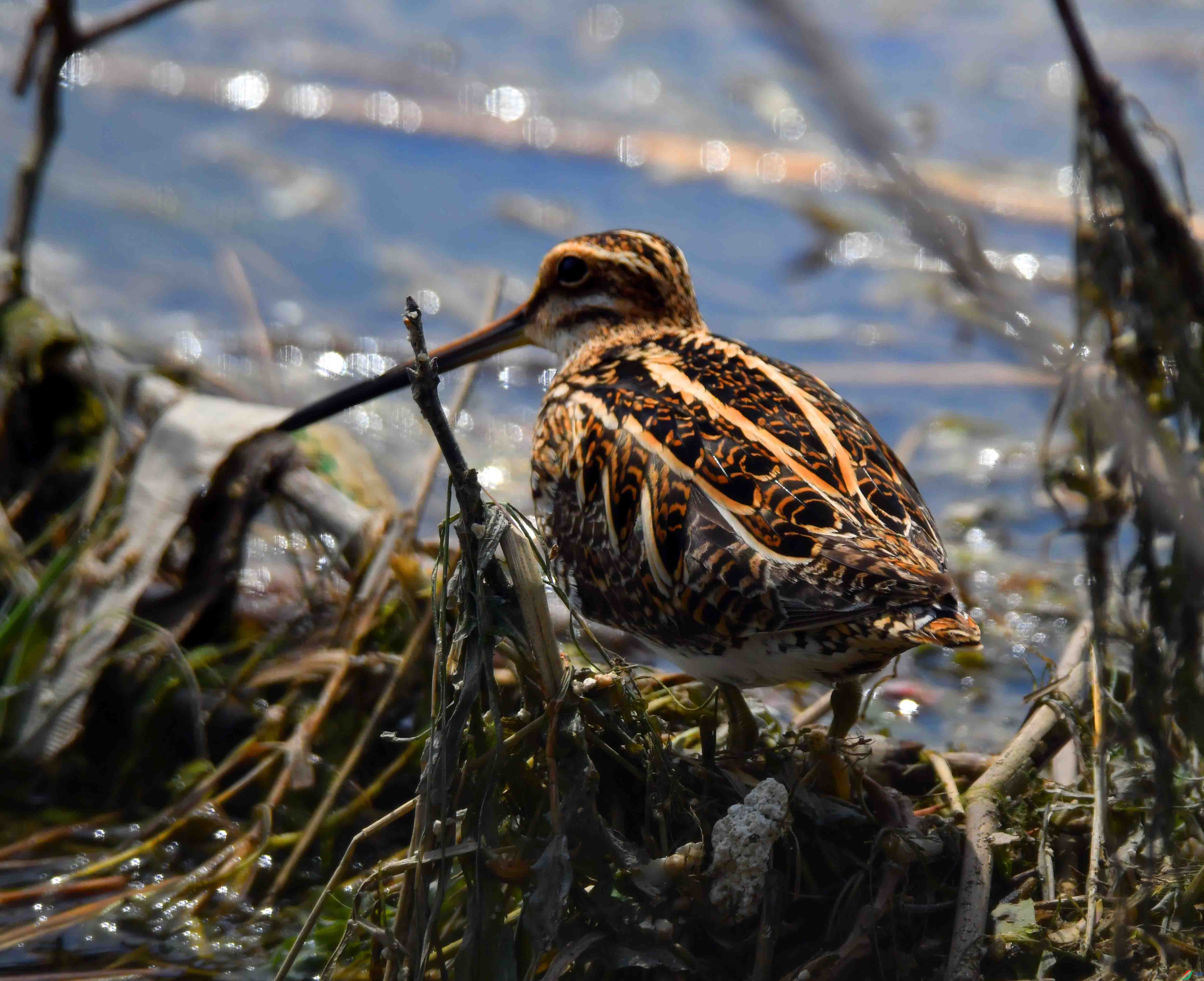 DSC_2638.JPG