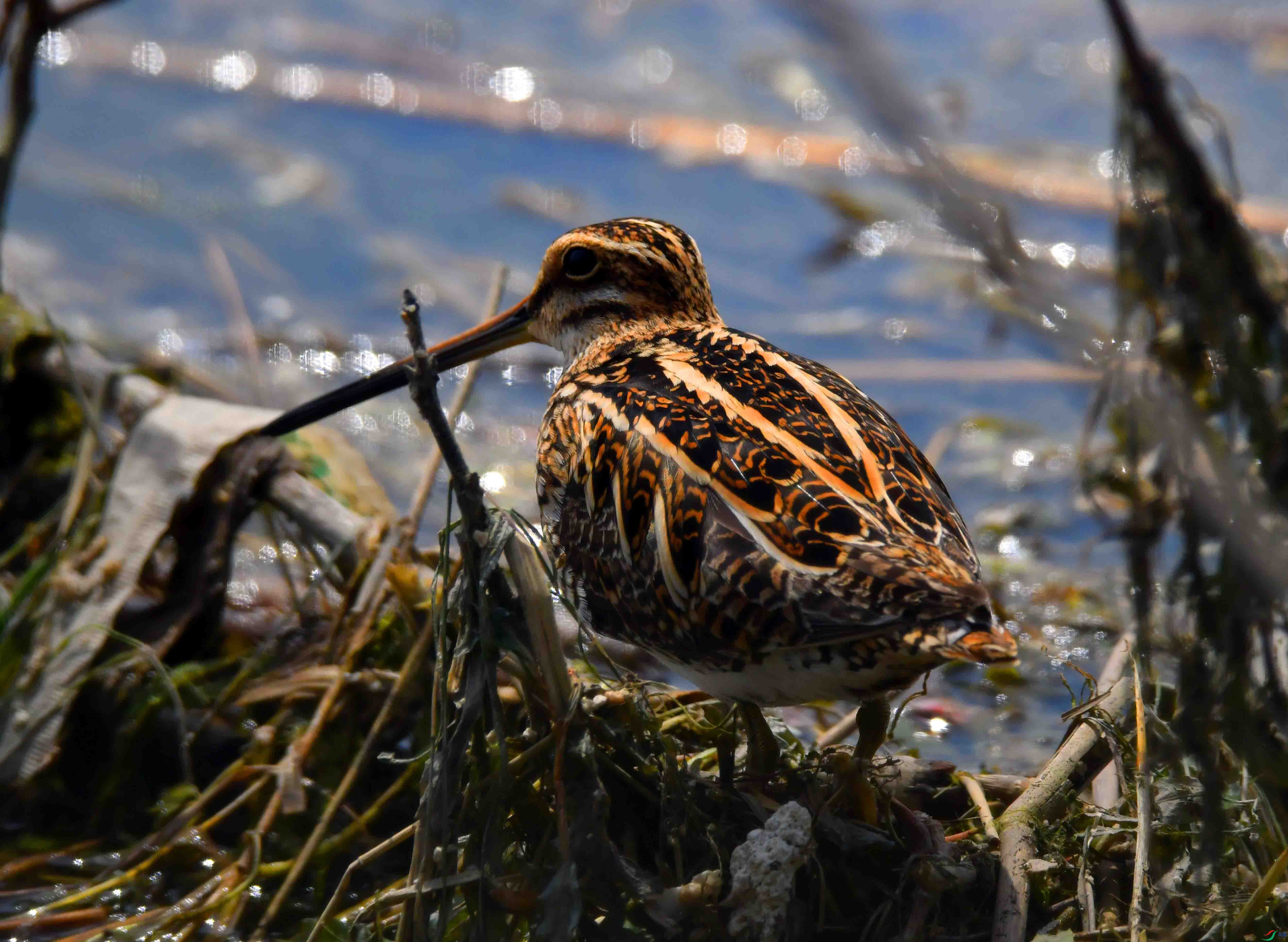DSC_2643.JPG