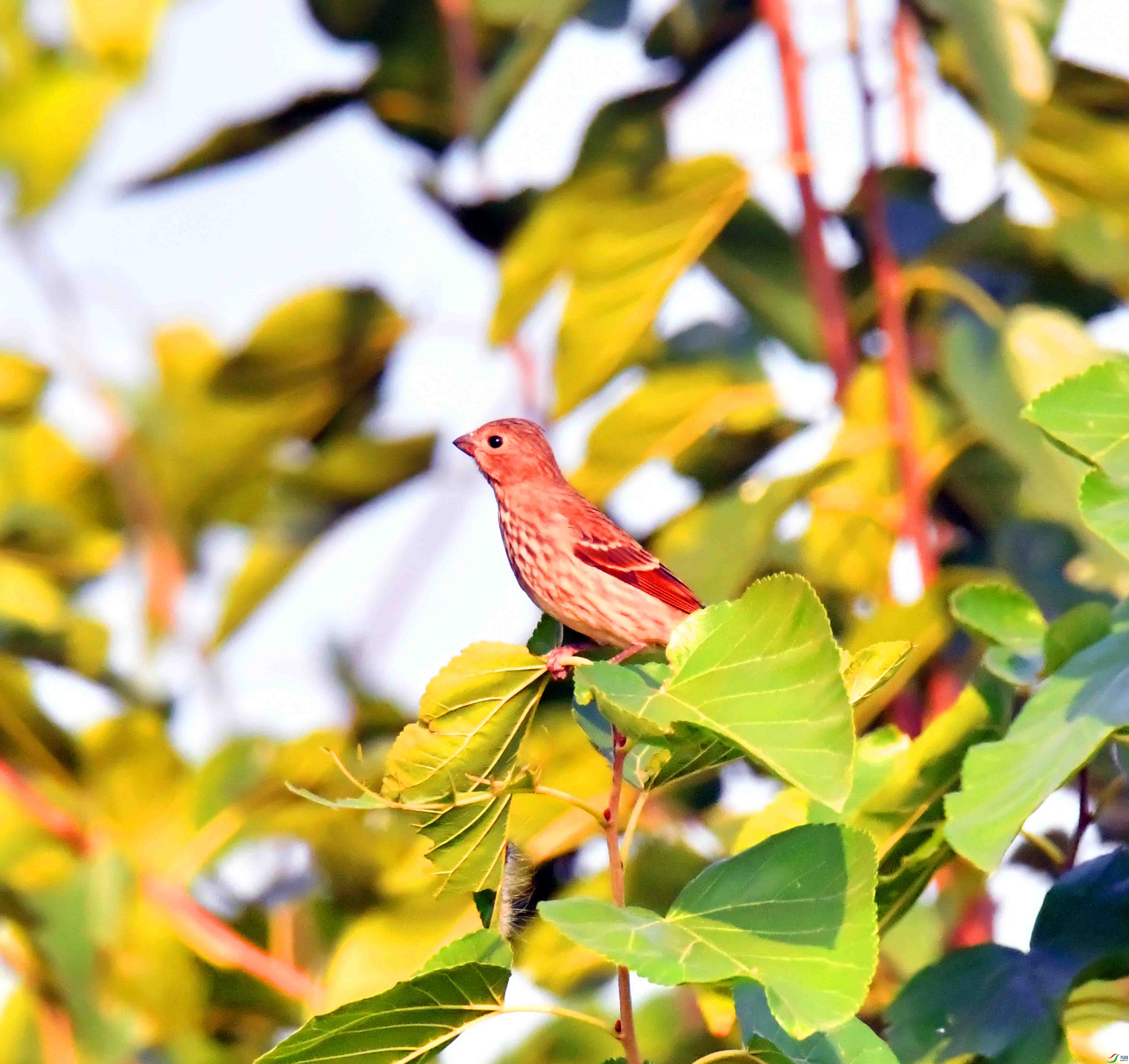 DSC_2695.JPG