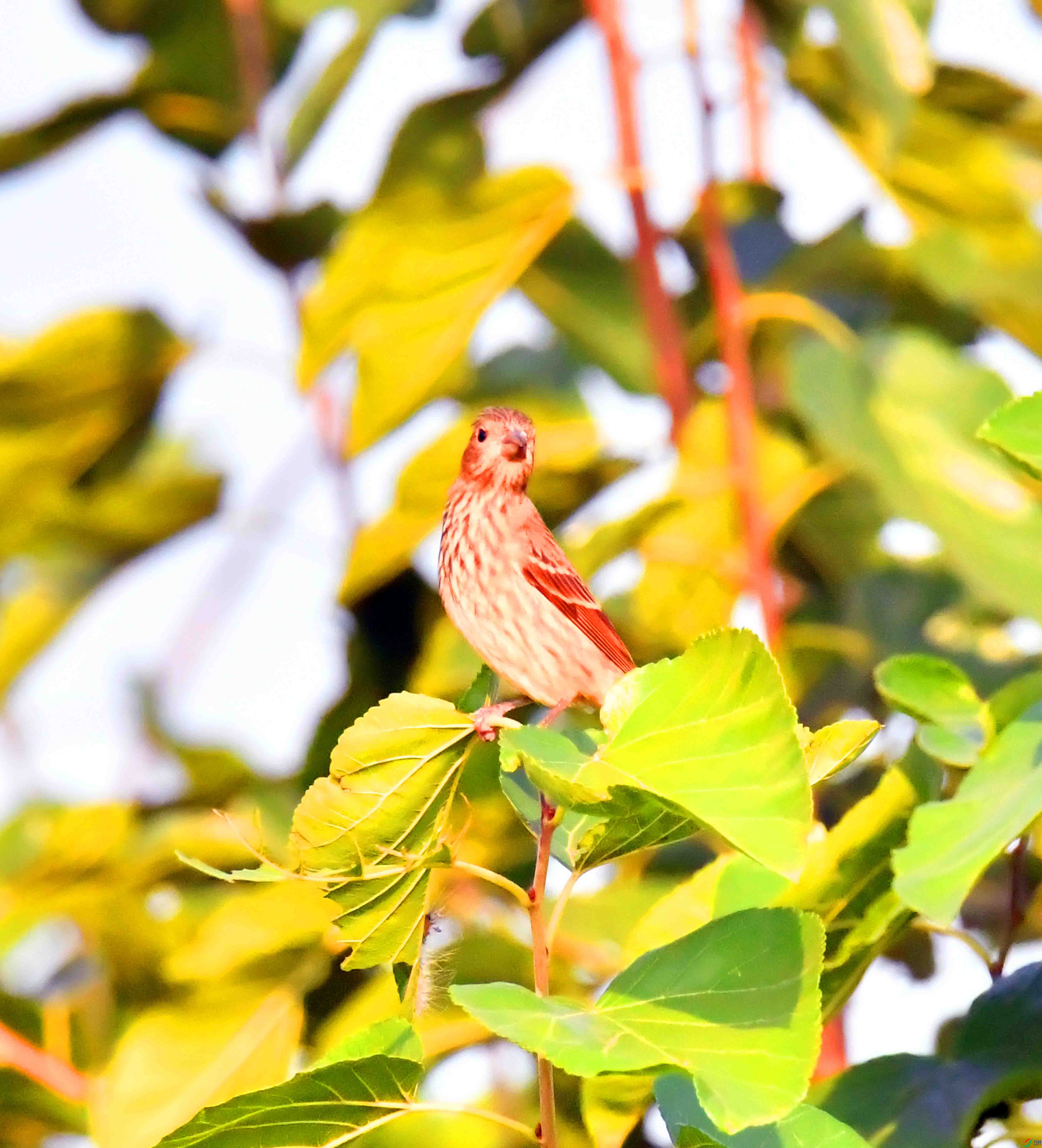 DSC_2697.JPG
