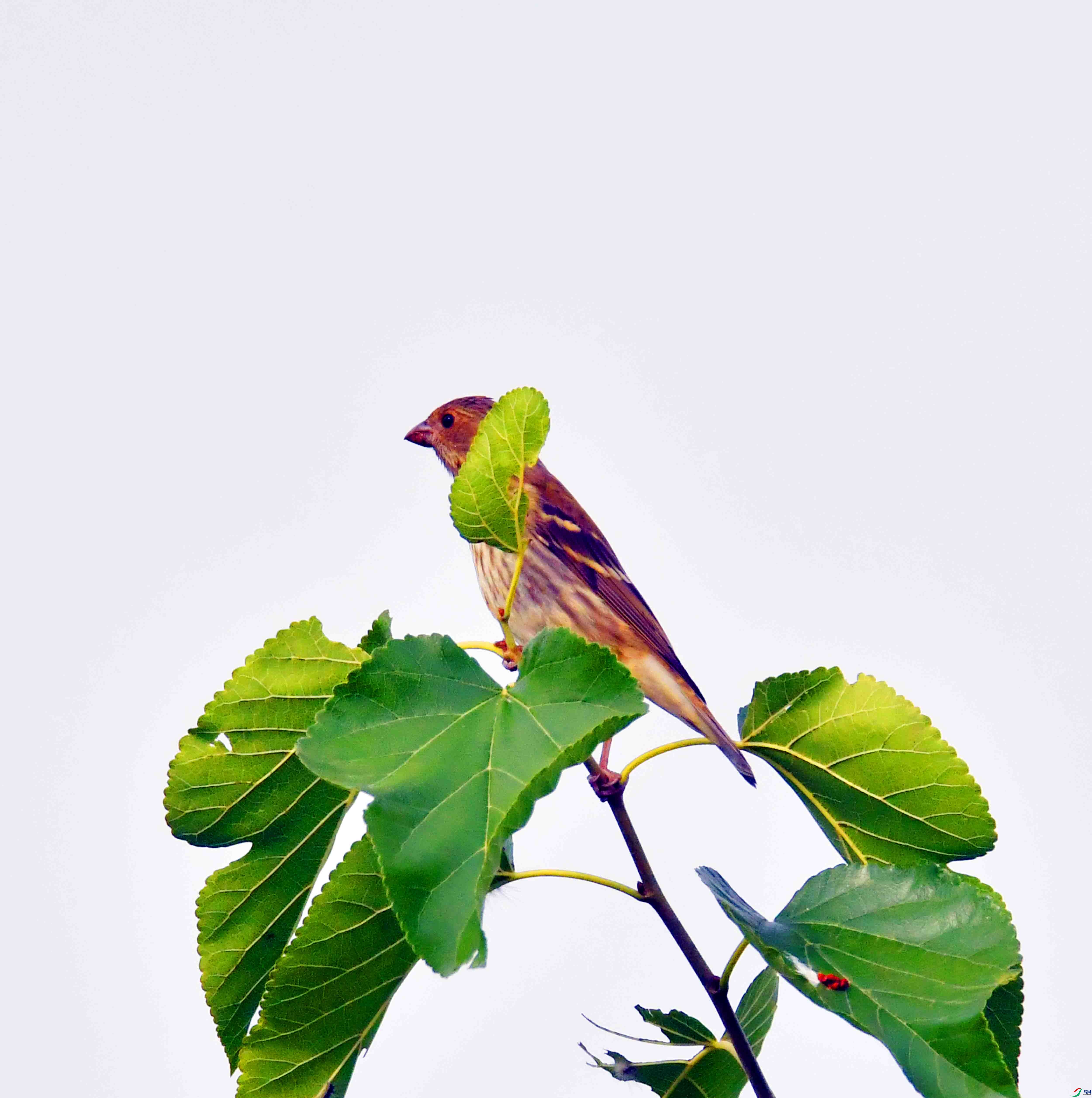 DSC_3436.JPG