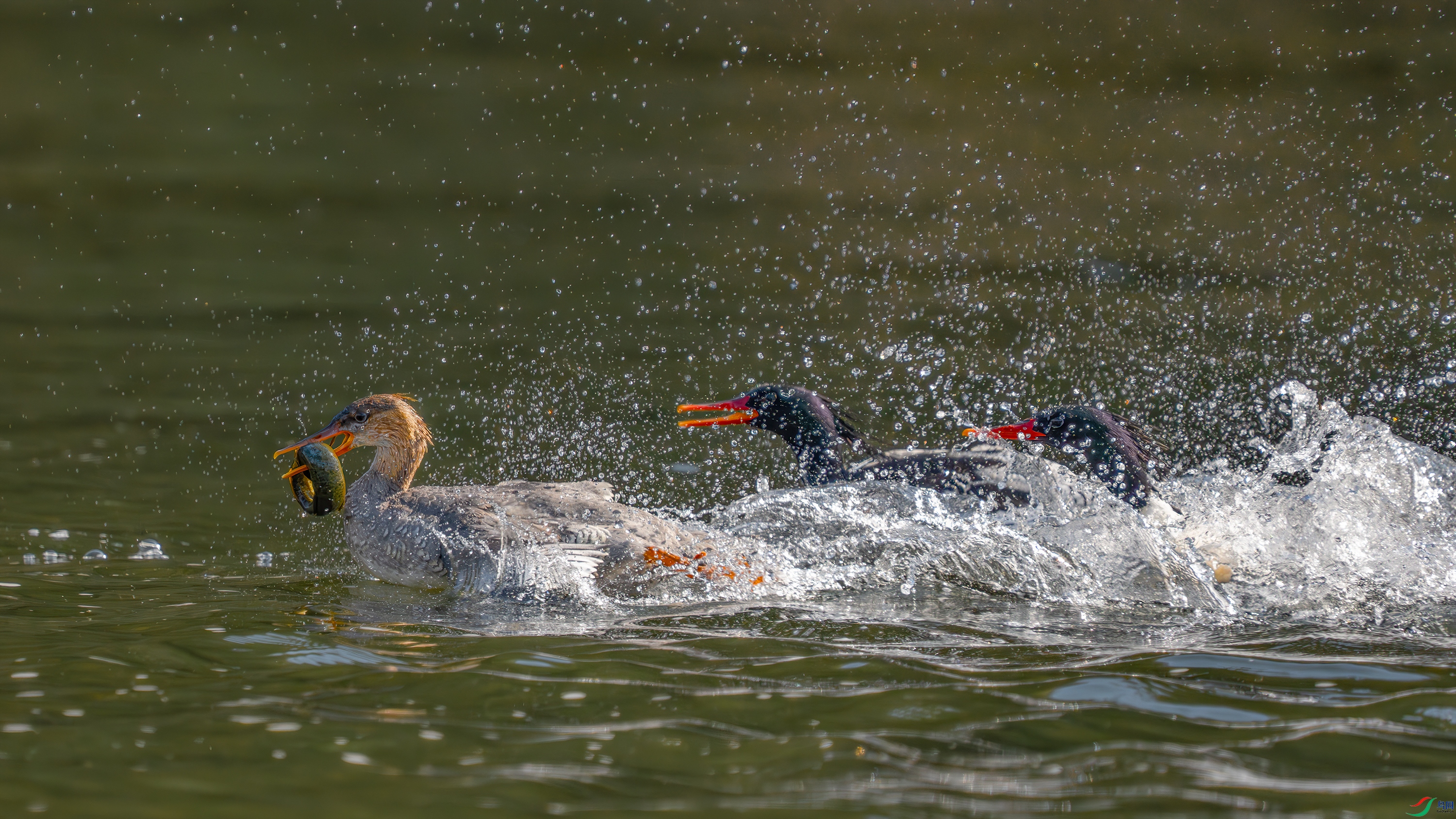 _DSC7707 ����.jpg