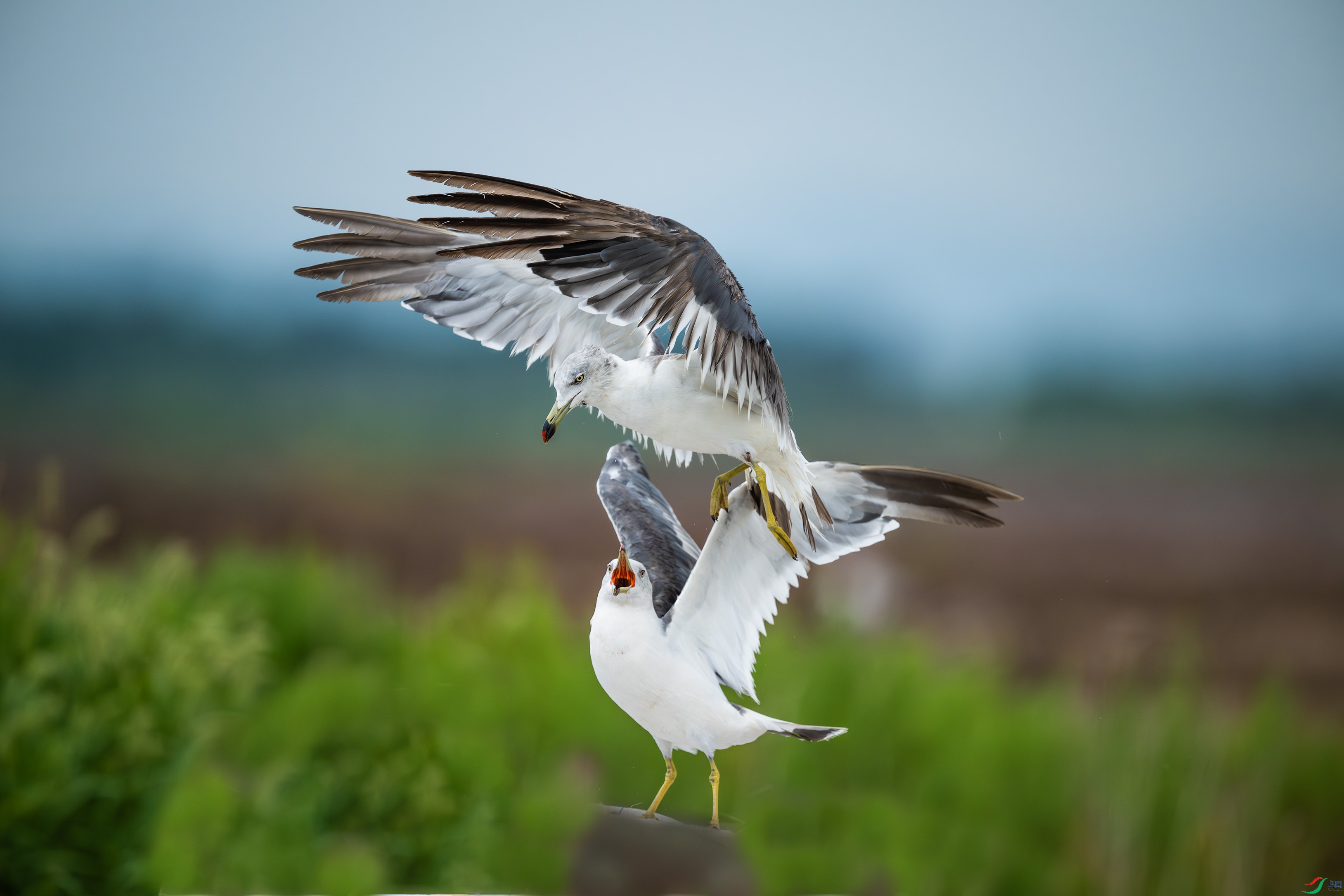 DSC_4076.jpg