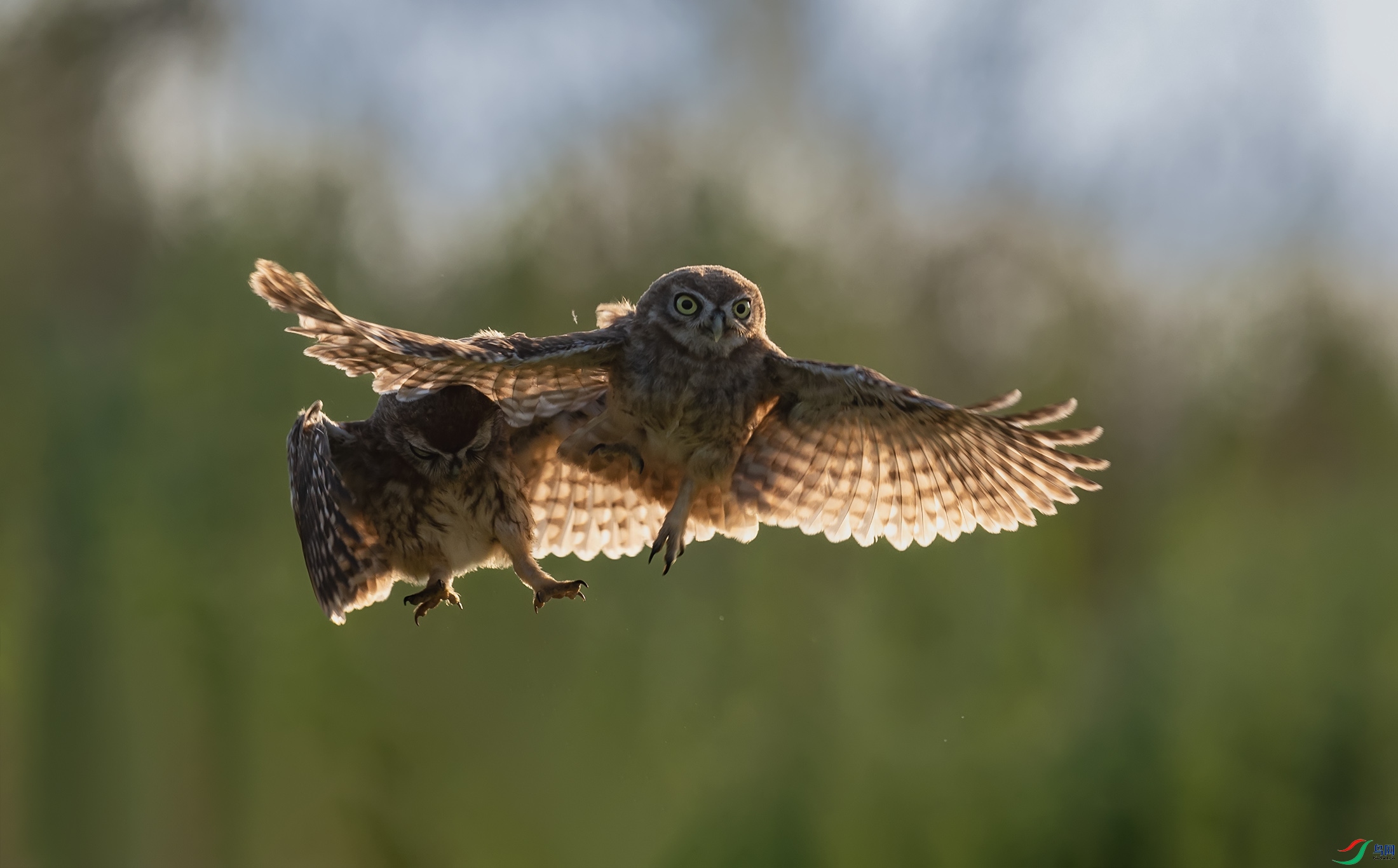 ���Ƹ�С�^