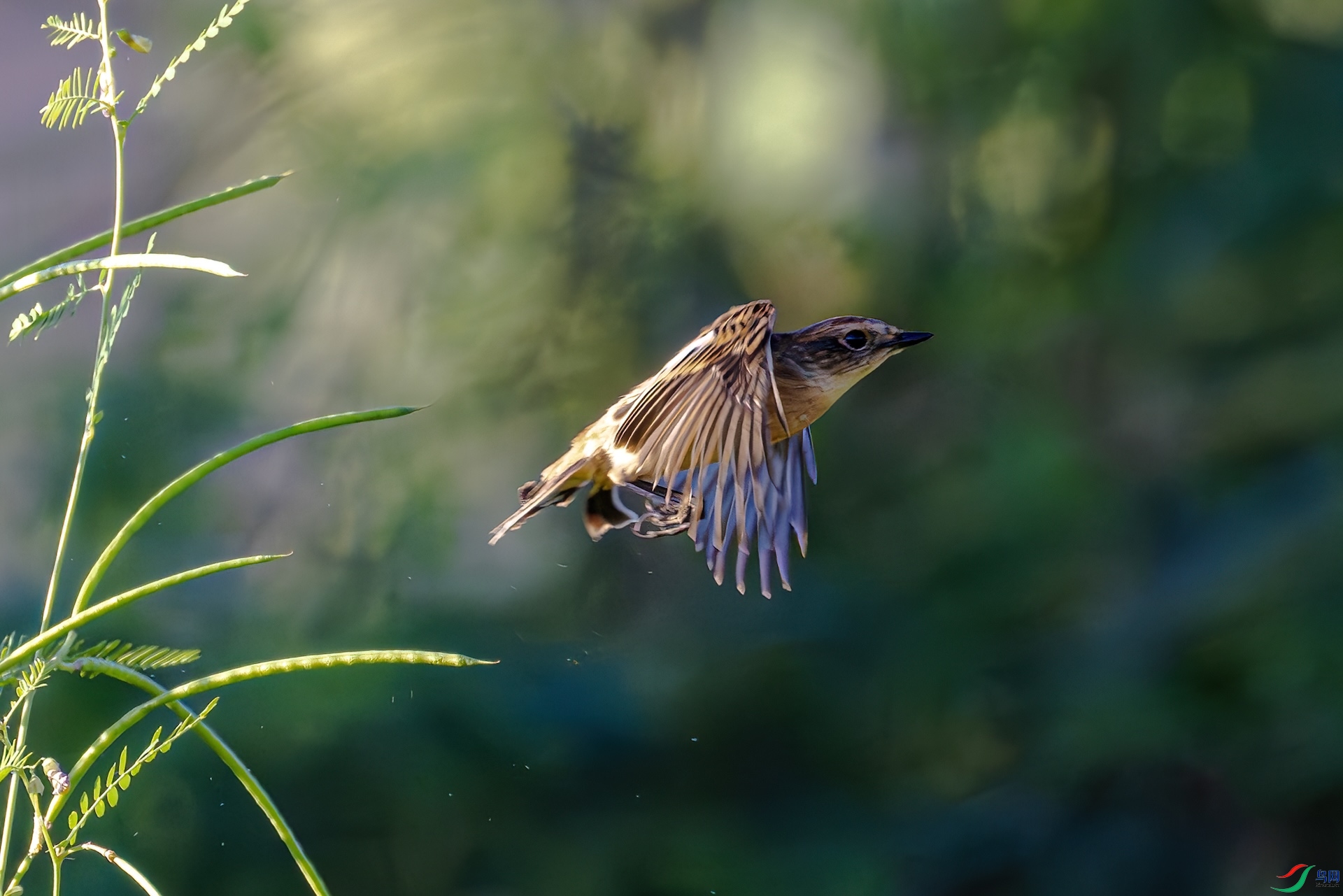 DSC_9575_����.jpg