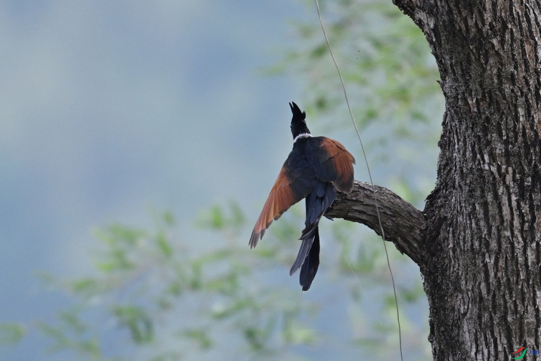 DSC_9242.JPG