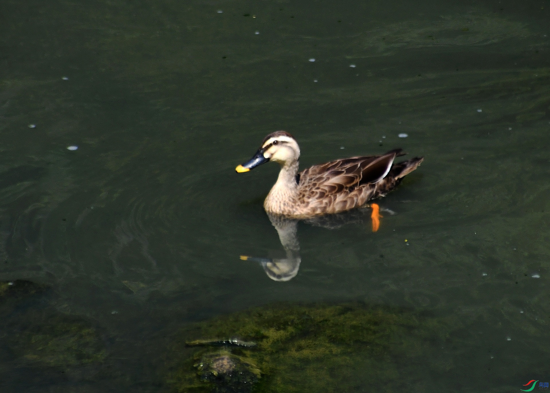 DSC_3215.jpg