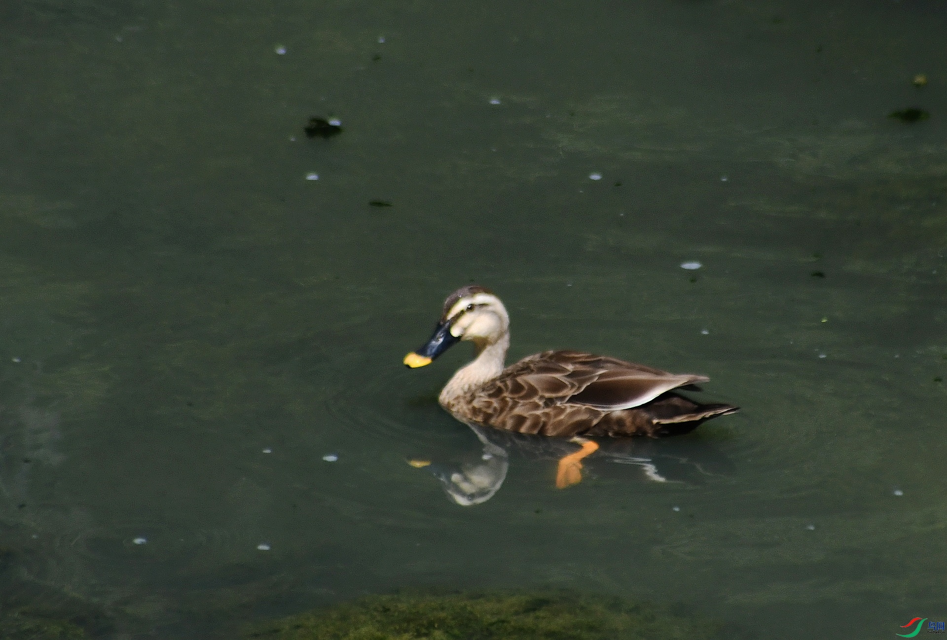DSC_3204.jpg