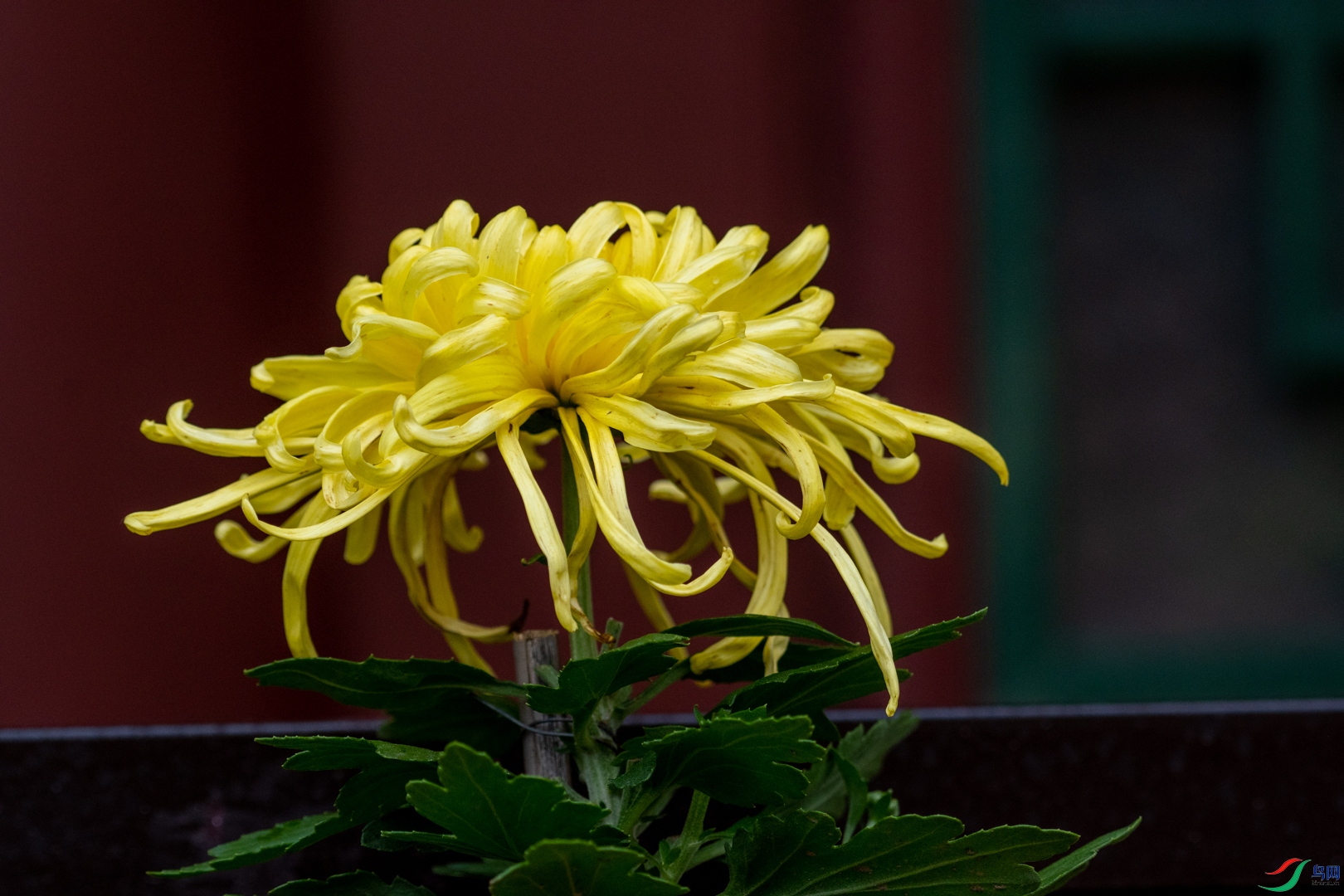 _DSC4818.jpg