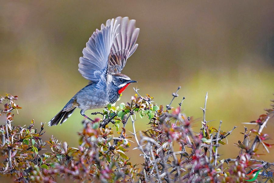 6H7A7762-DeNoiseAI-standard ����.jpg