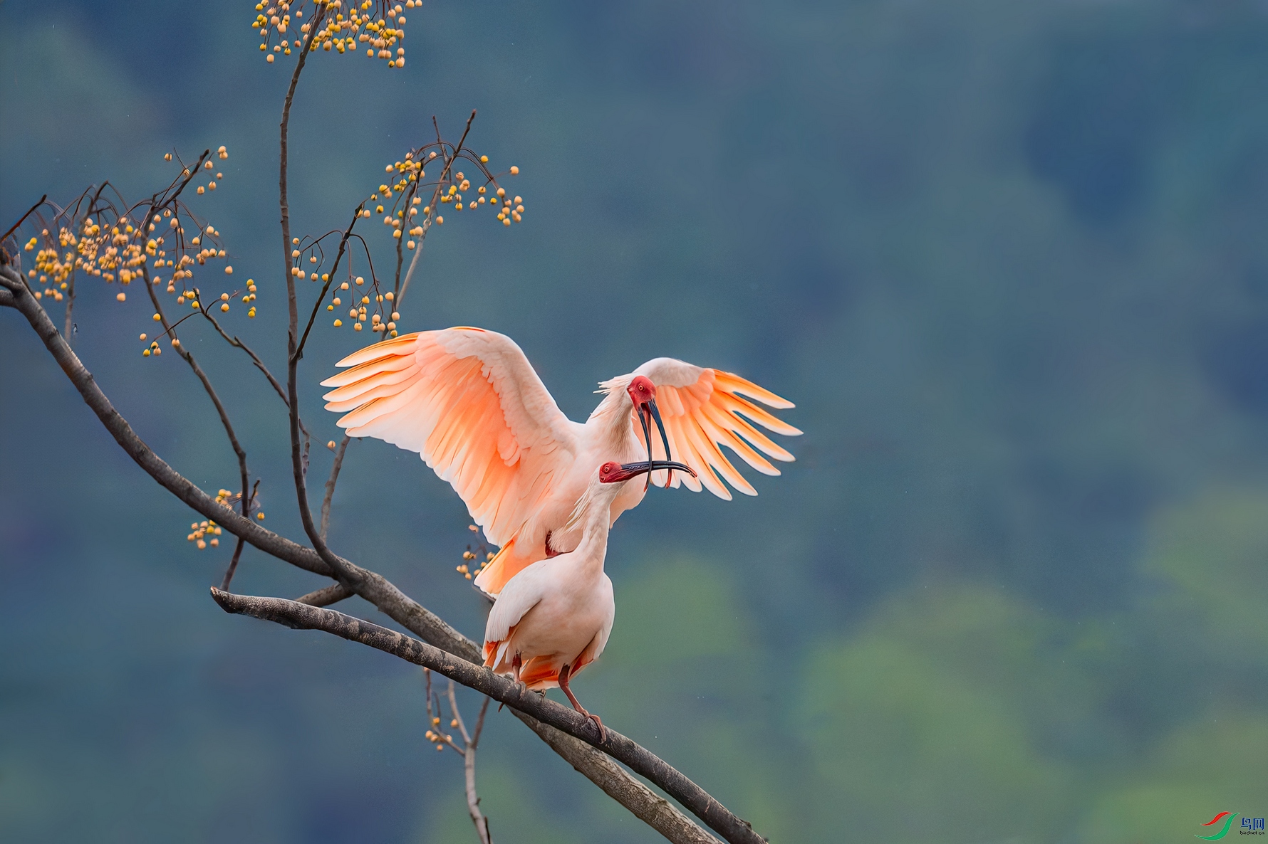 DSC_3328-����ǿ-NR ����01.jpg