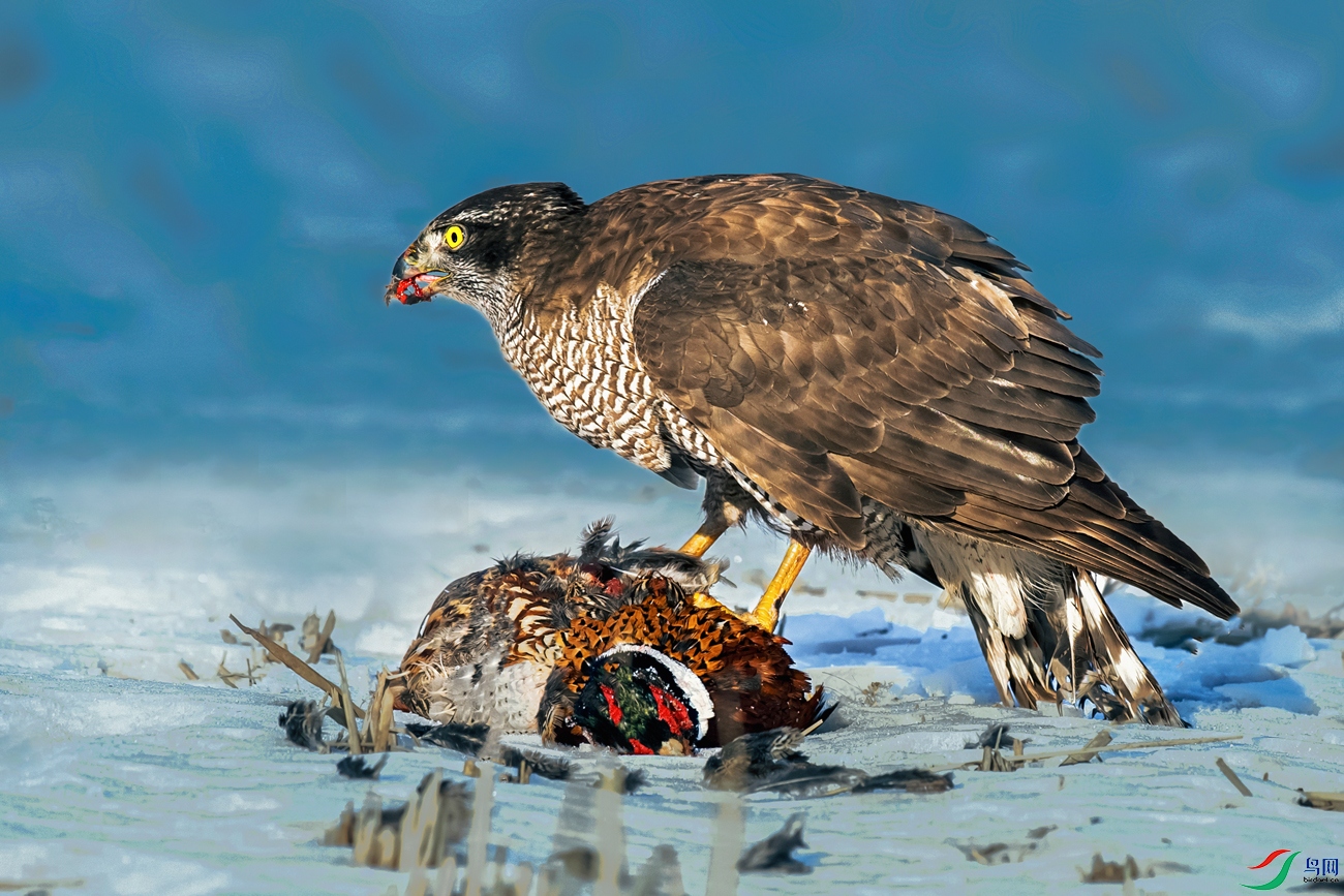 ��ӥ----ѩҰ�Ի�