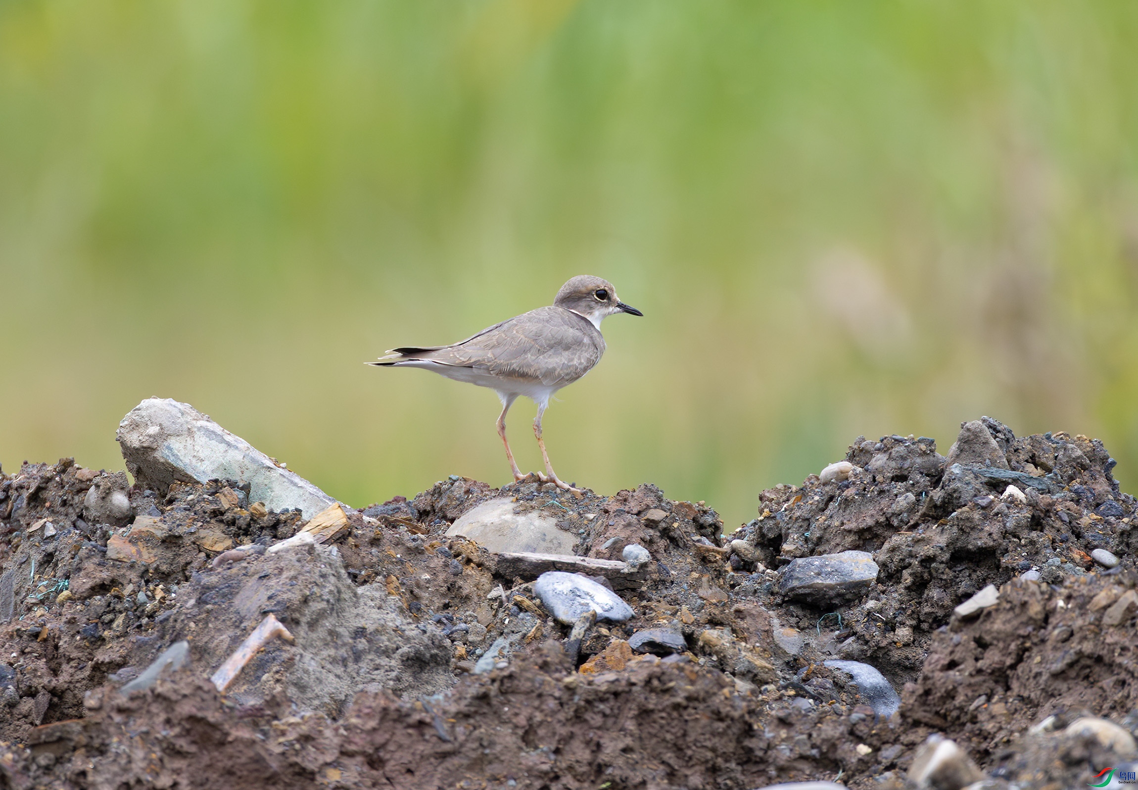 G47A1142-����ǿ-NR ����.jpg