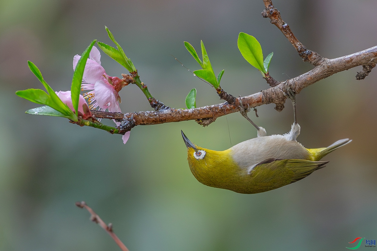 DSC_6315-AB.jpg