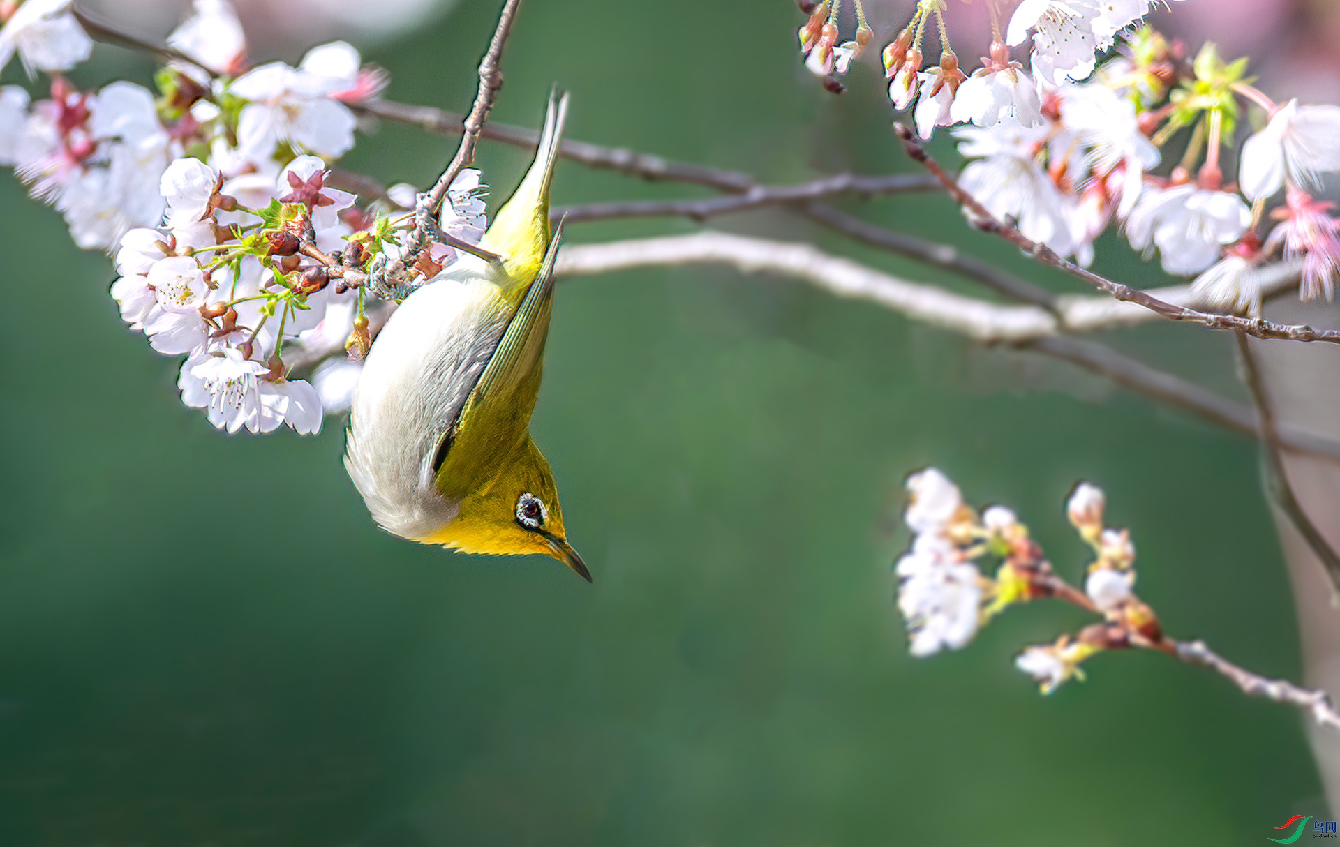 AS7I8535-����ǿ-NR ����-Sh---1  .jpg