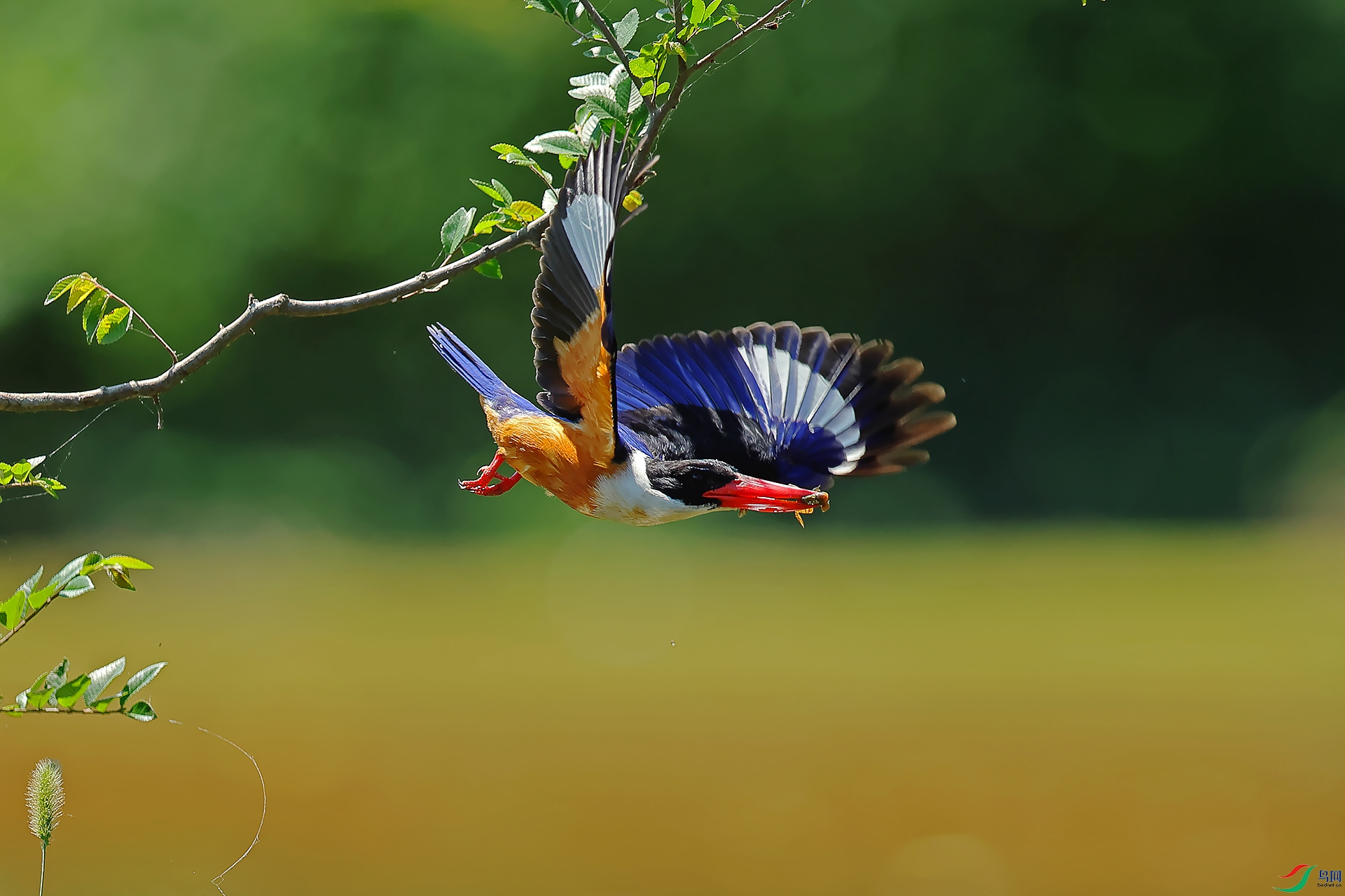 ��֦��ʳ��0X5A7558.jpg