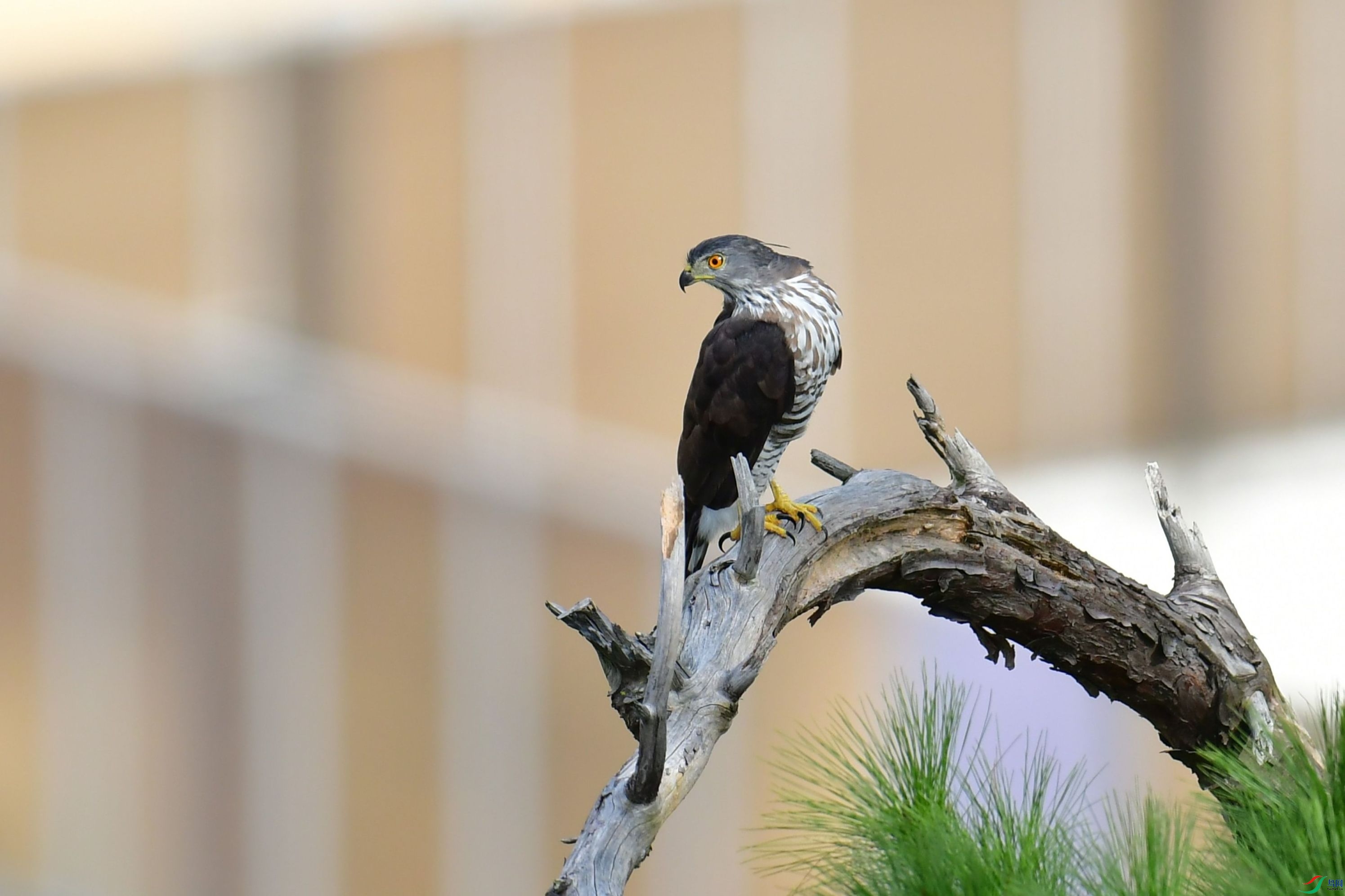 DSC_6190.JPG