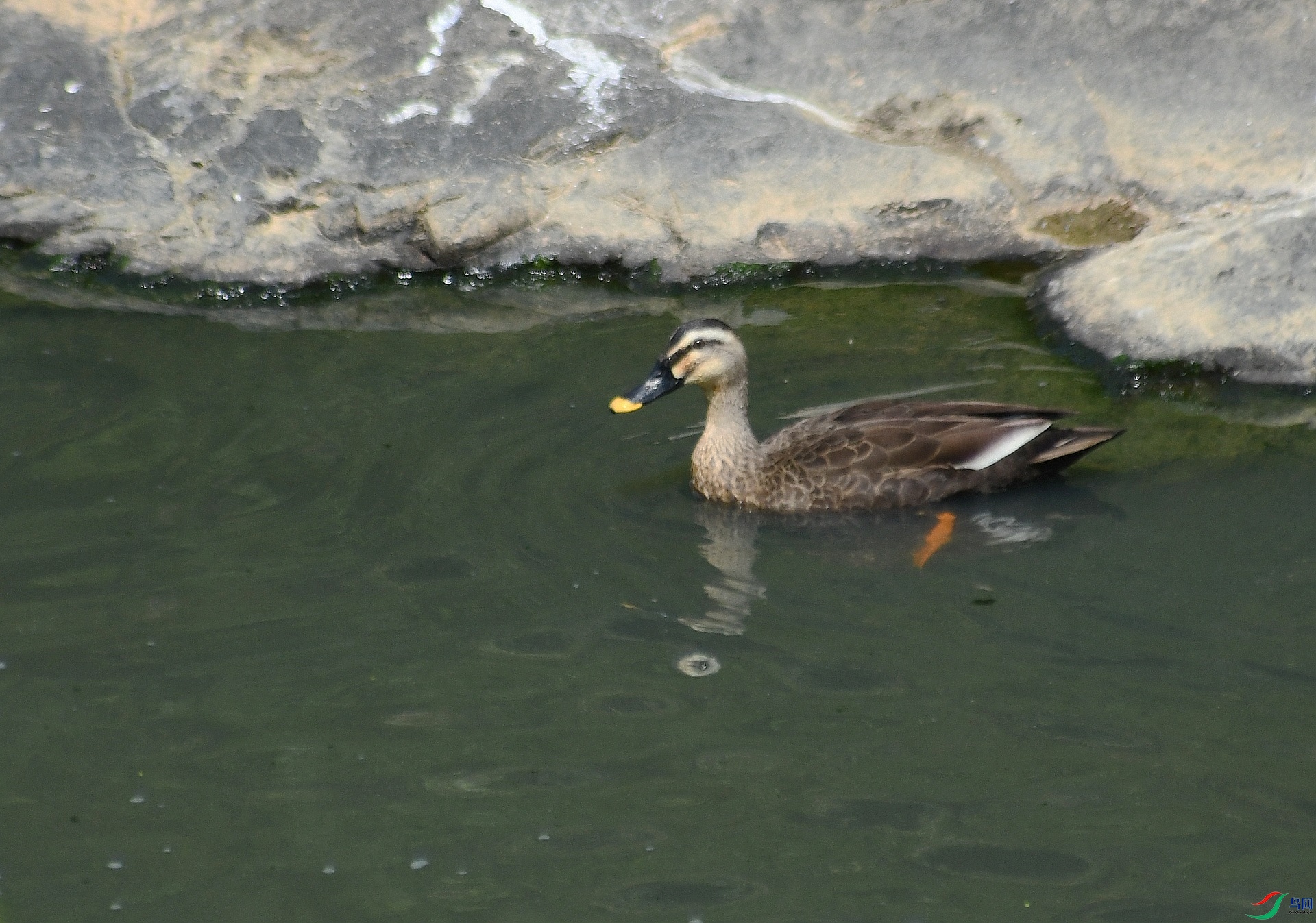 DSC_3194.jpg